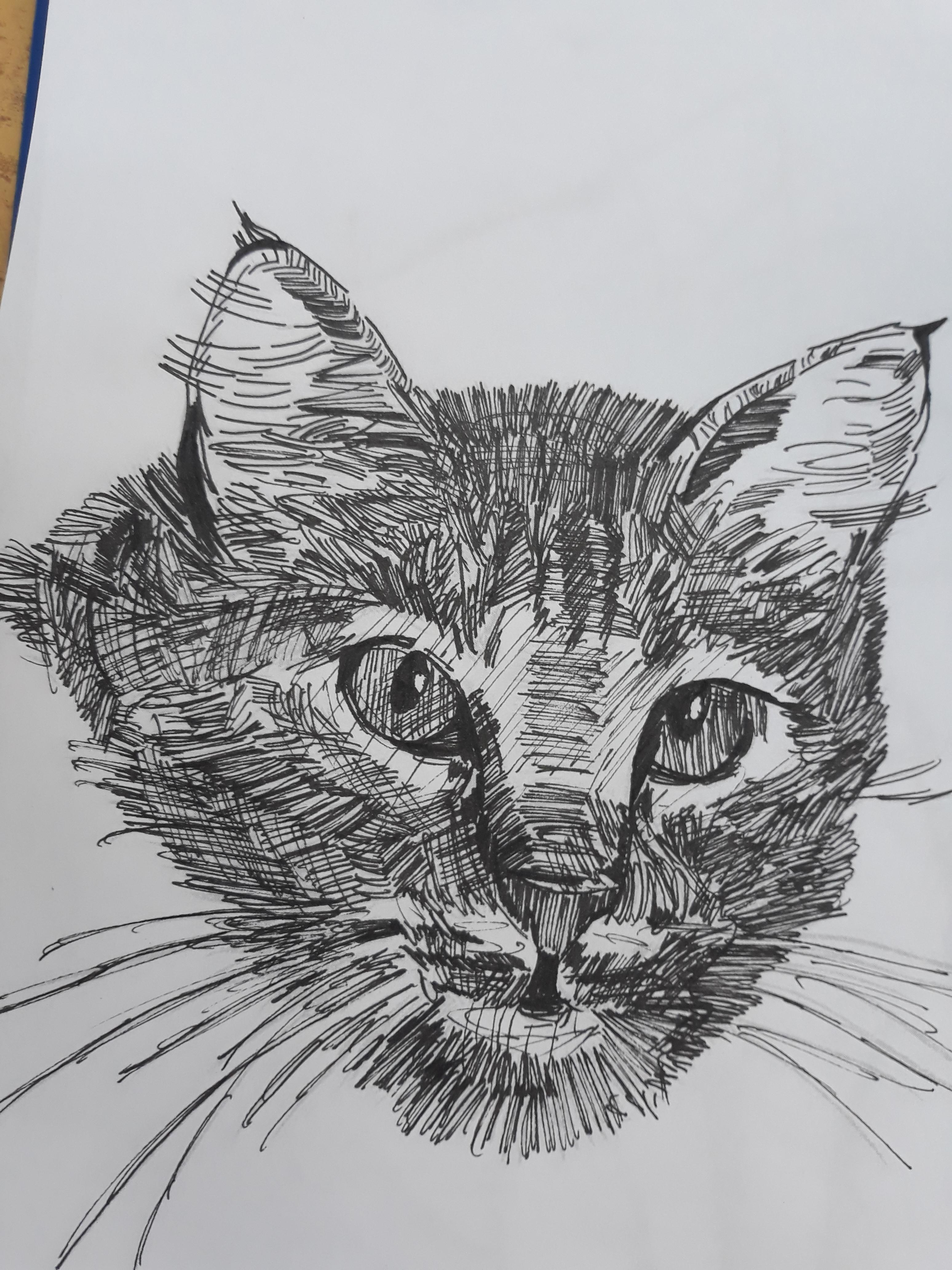 Cat sketch r/learnart