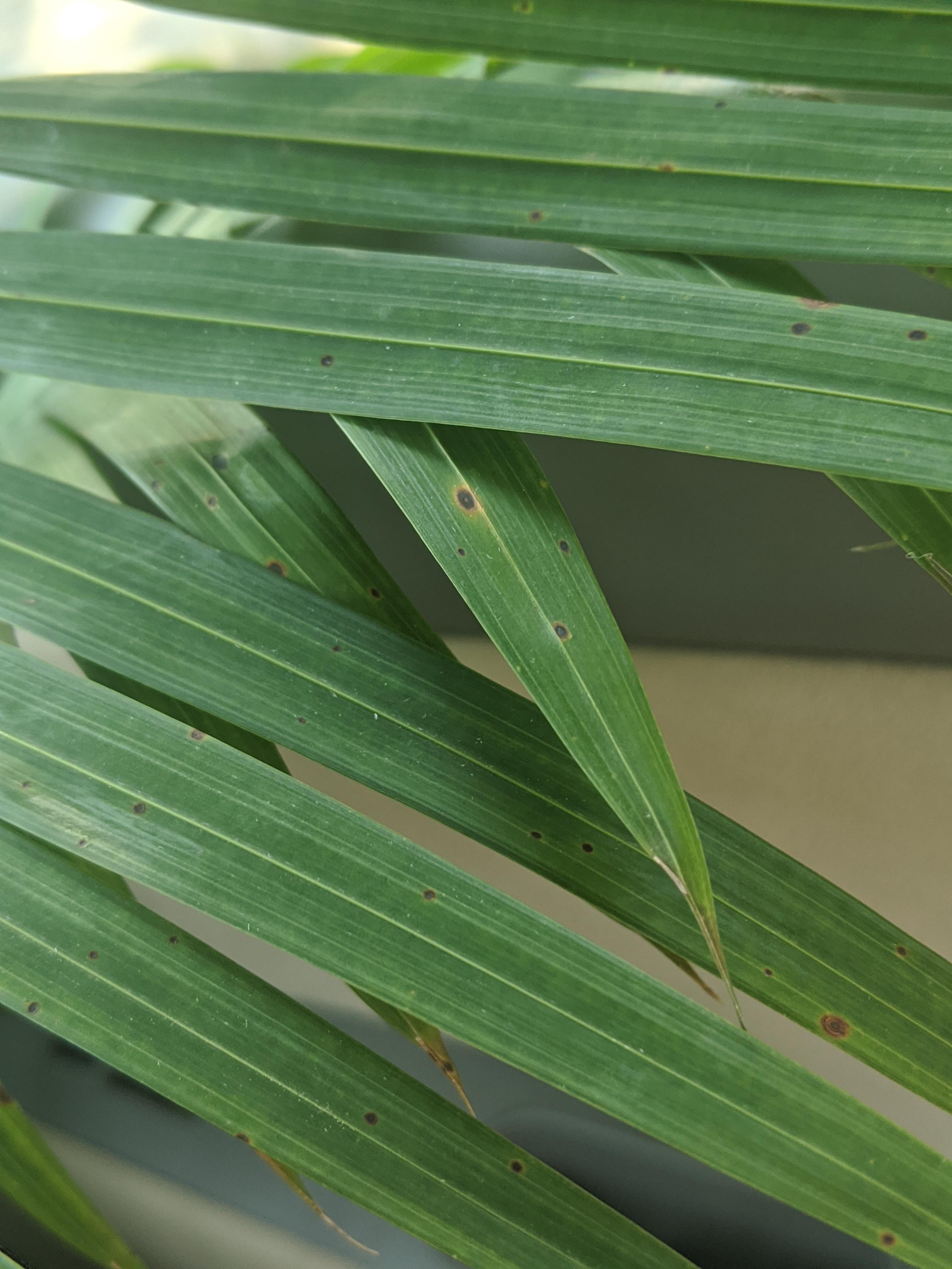 New Majesty Palm with little brown spots, help? r/plant