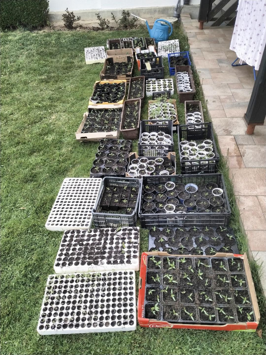 After growing leggy tomatoes from seeds