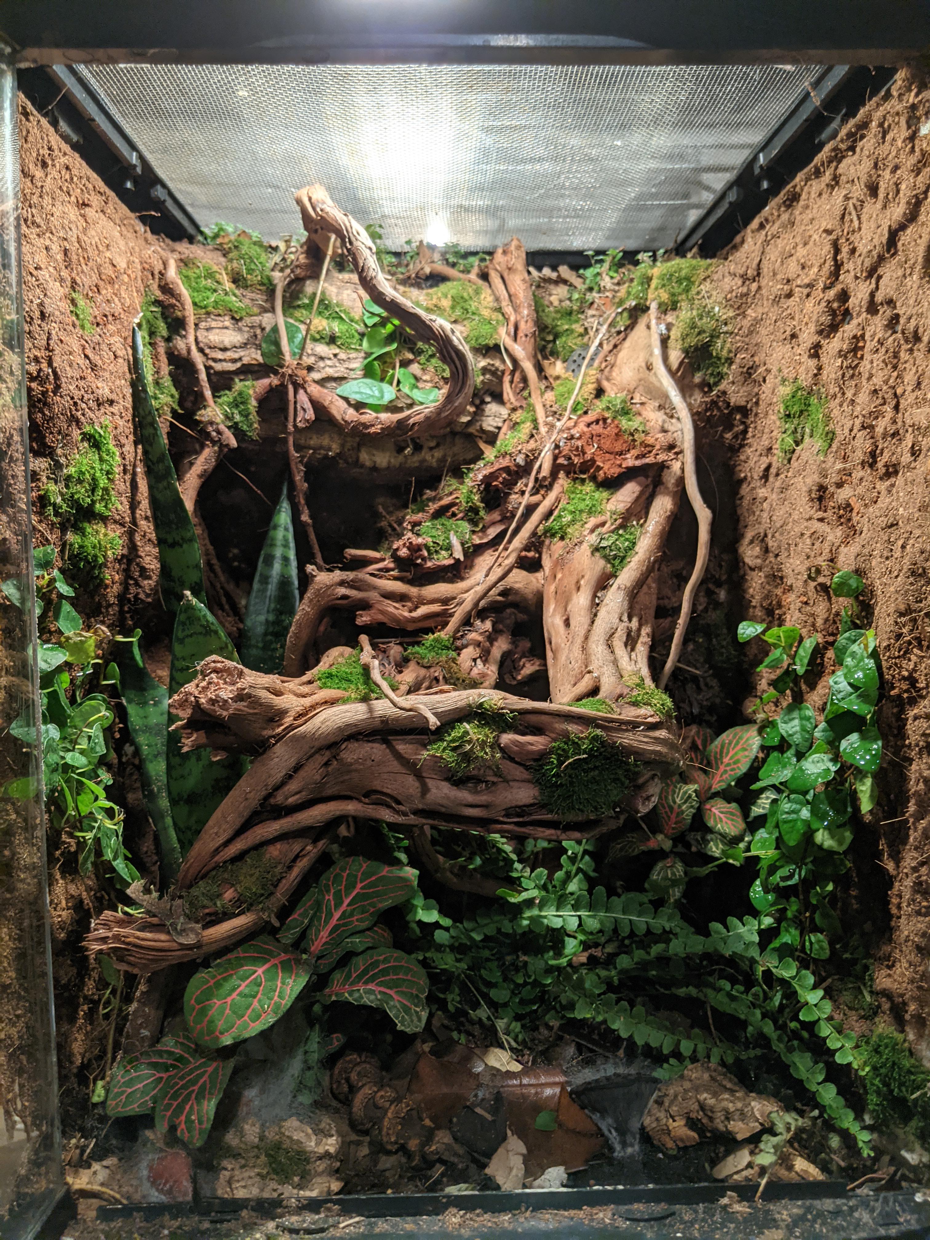 12x12x18 Exo Terra, I'm excited to see it fill in! Anything I can