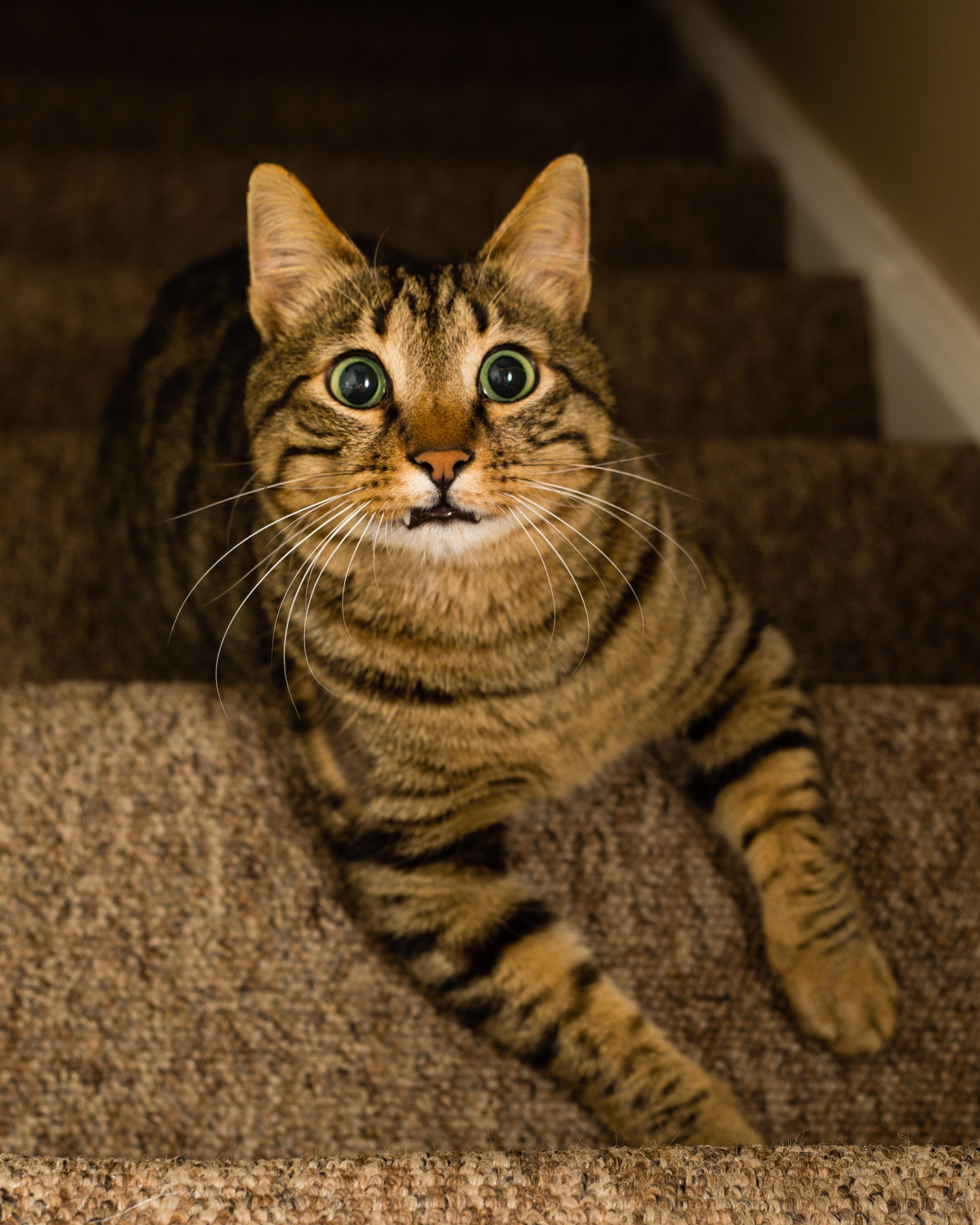 11 best u/chickentenders images on Pholder Mildly Startled Cats, Cats and Vexillology