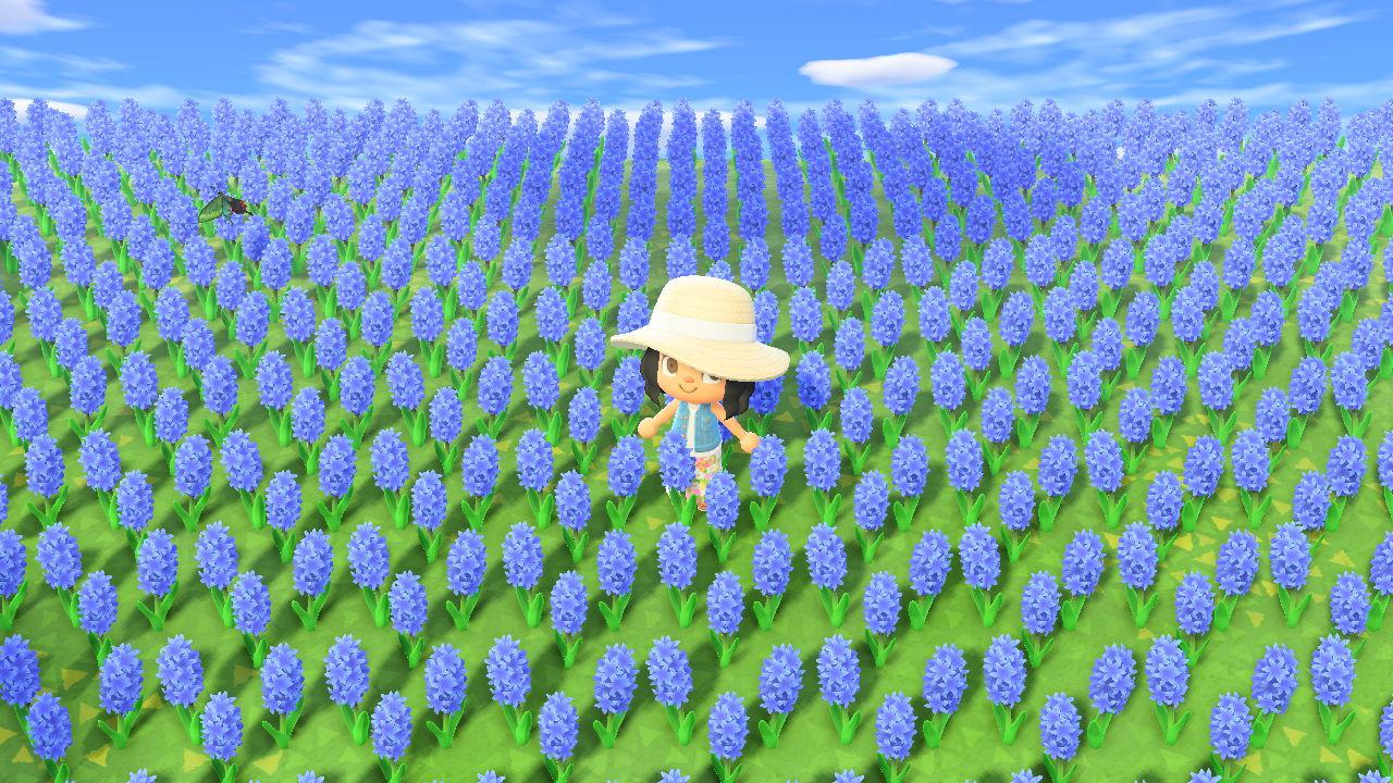 293 best Hyacinth images on Pholder Gardening, Nature Is Fucking Lit