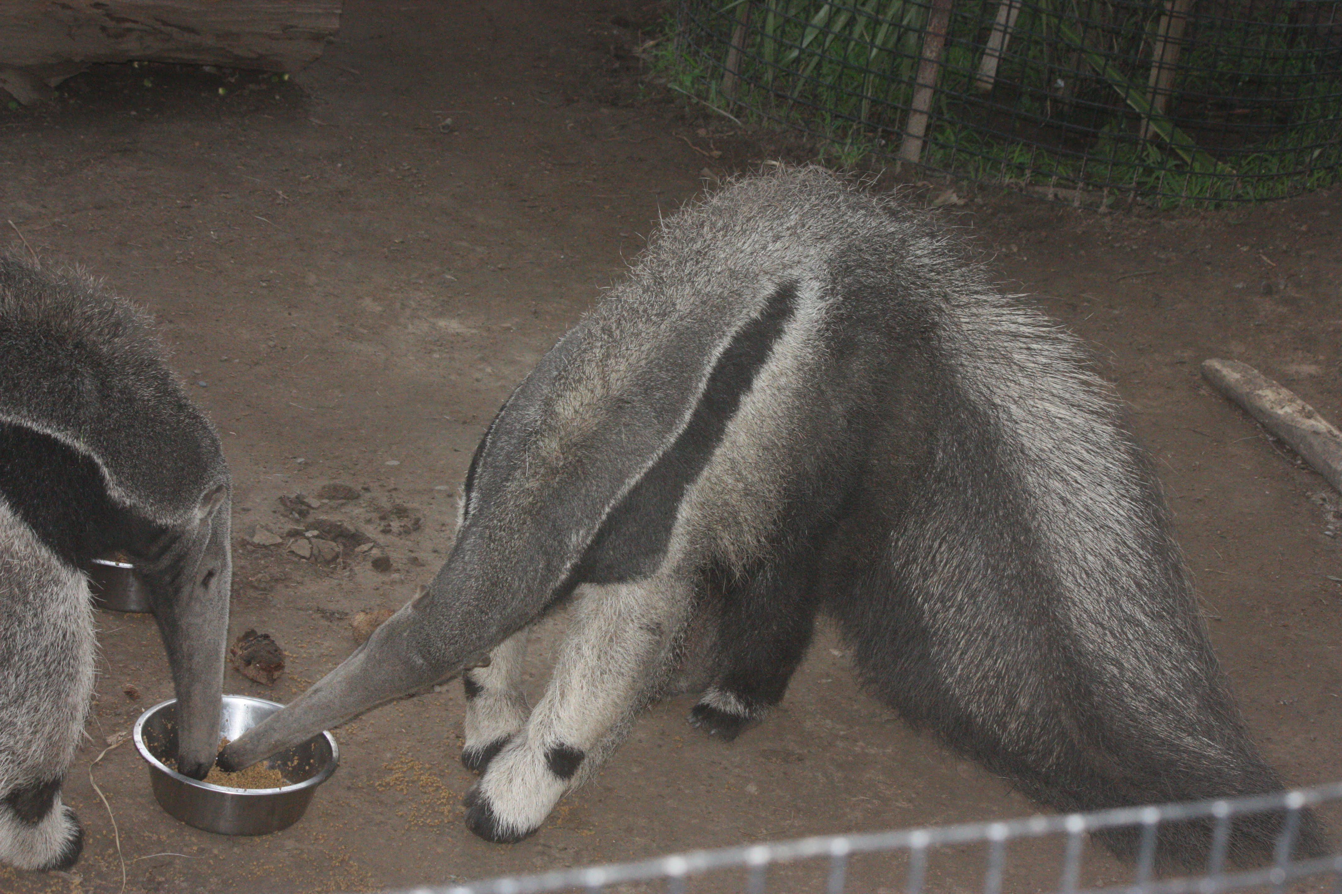Giant anteaters at the Santa Barbara Zoo [oc] r/anteaters