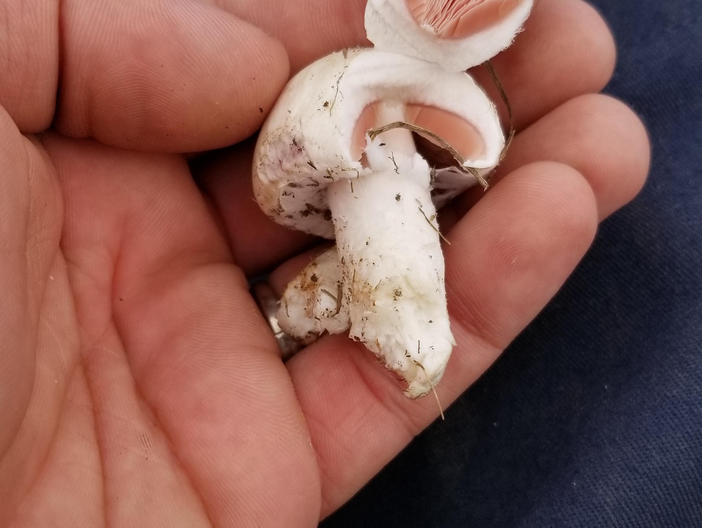 Meadow mushrooms? Found in field in Missouri r/Mushrooms