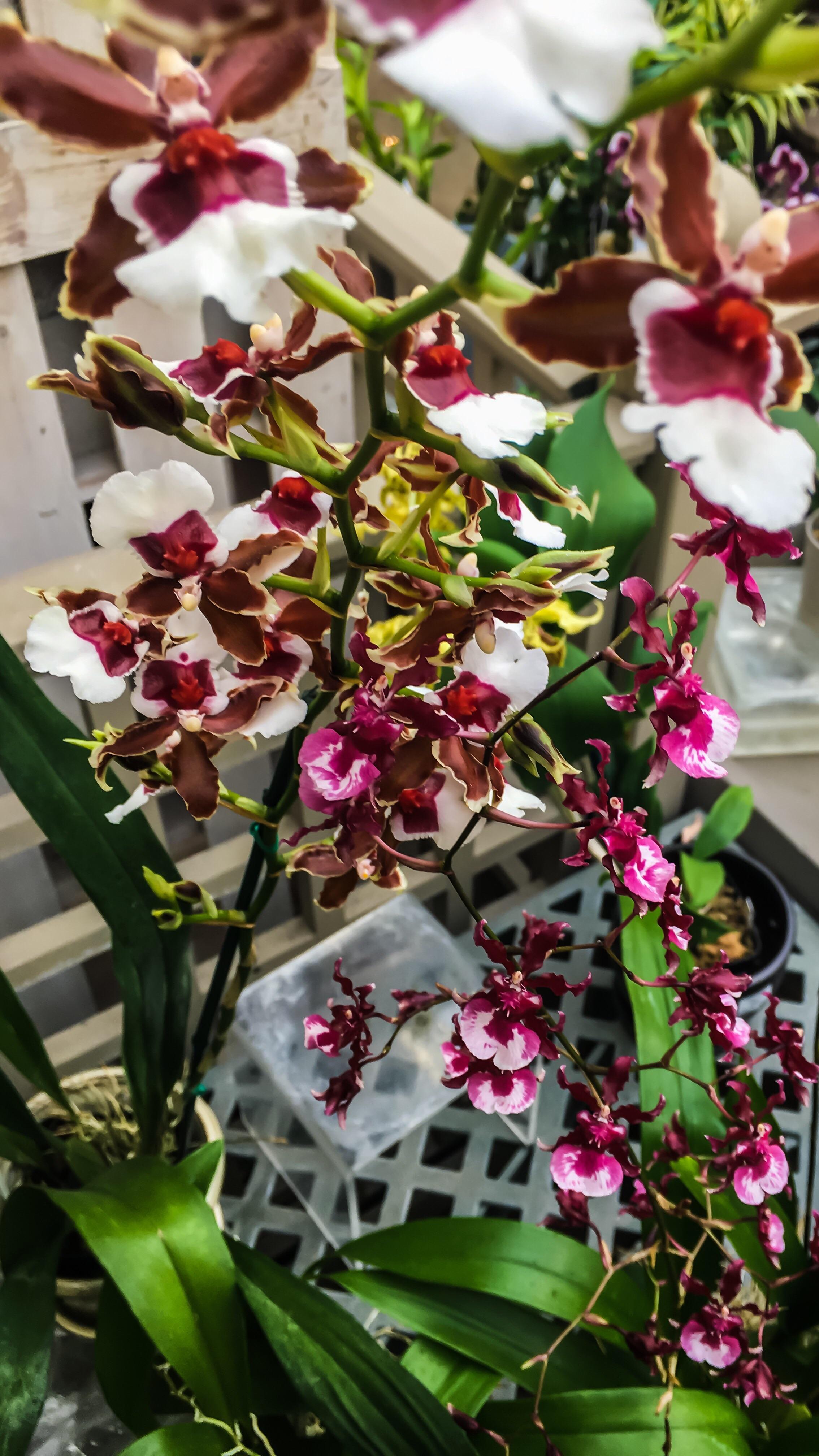 The most beautiful orchids I’ve found at a greenhouse! I’m so used to