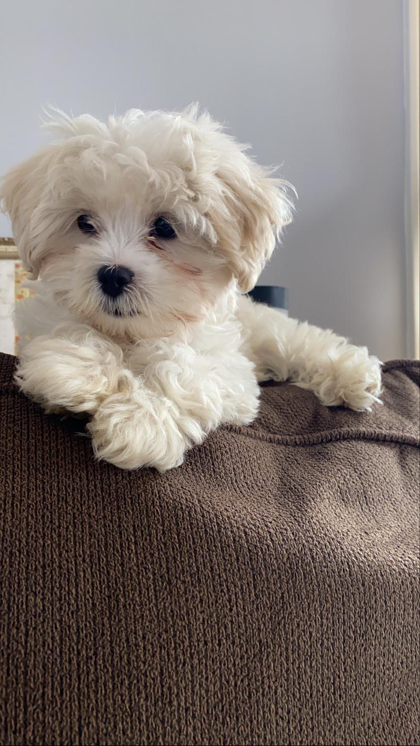 Is Chicken Good For Maltese Dogs