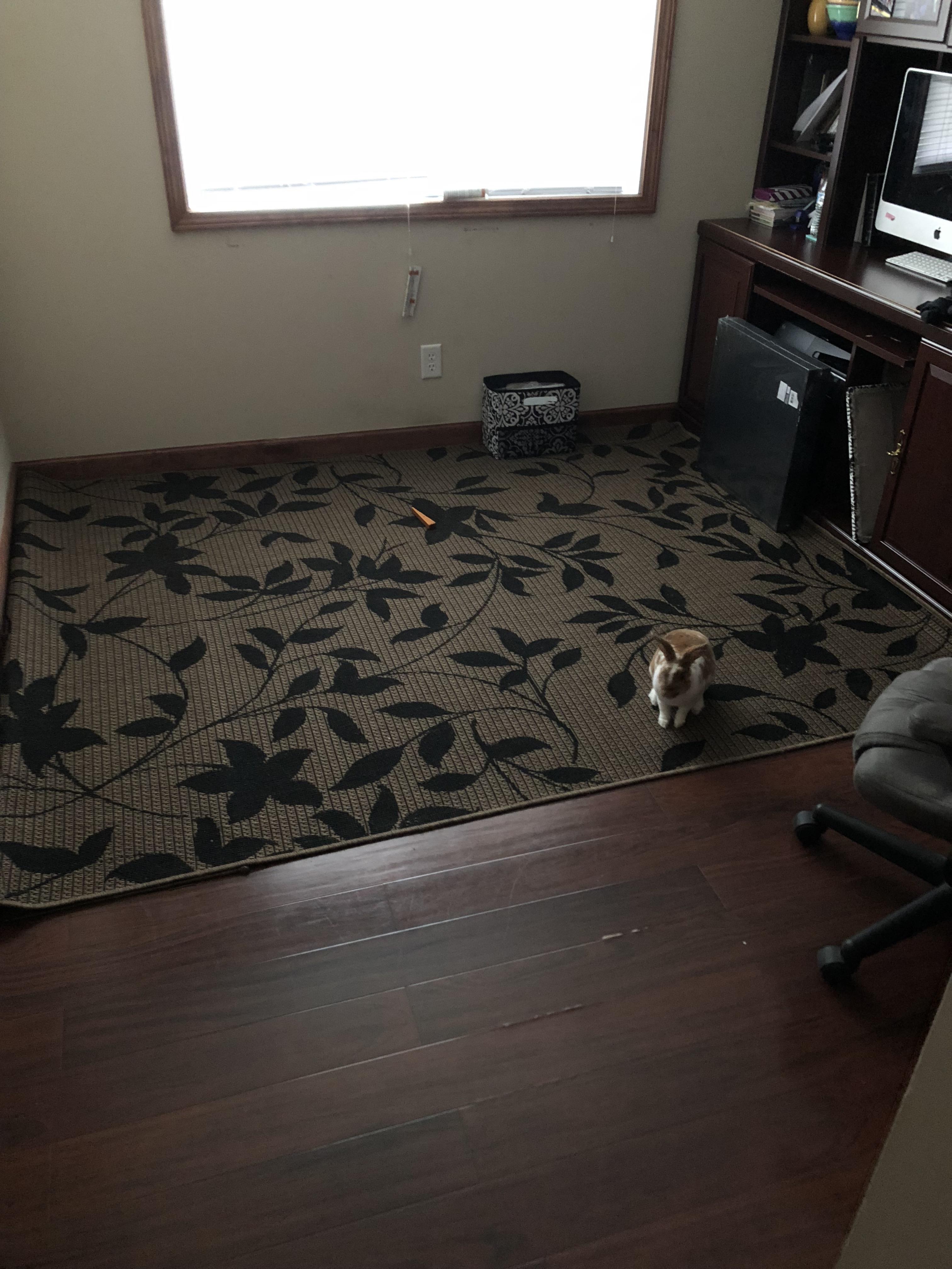 Okay, need some advice. The bunny room is finally cleared out with a