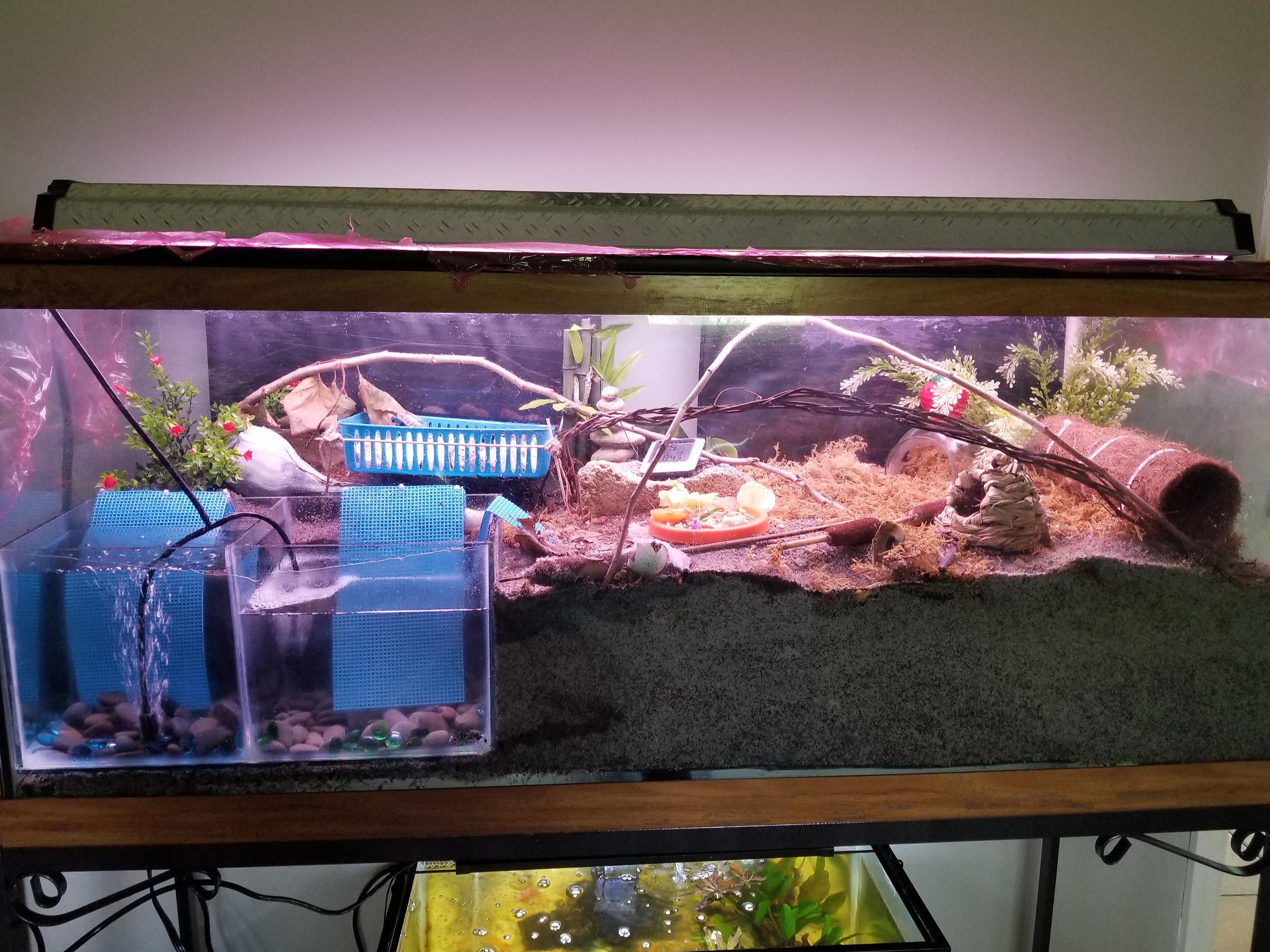 Awesome Hermit Crab Tank