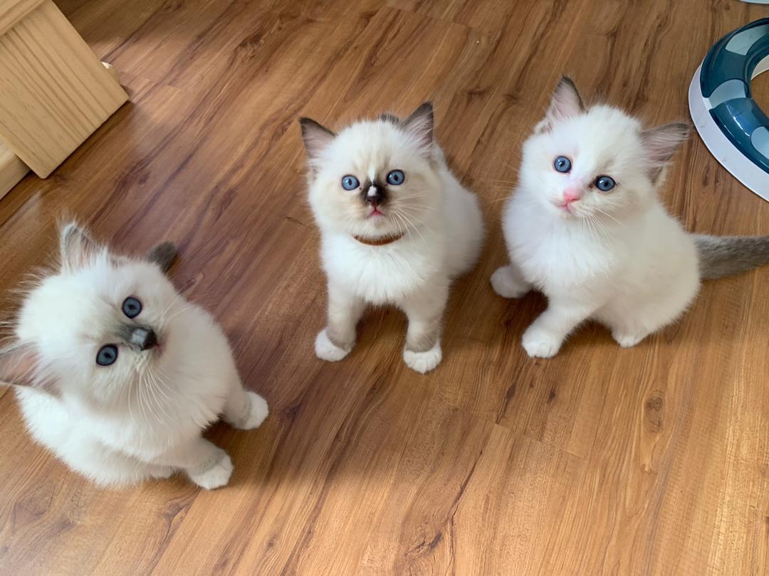 Caramelladolls Ragdoll Cattery sweet babies ️ ️ ️ which one do u prefer
