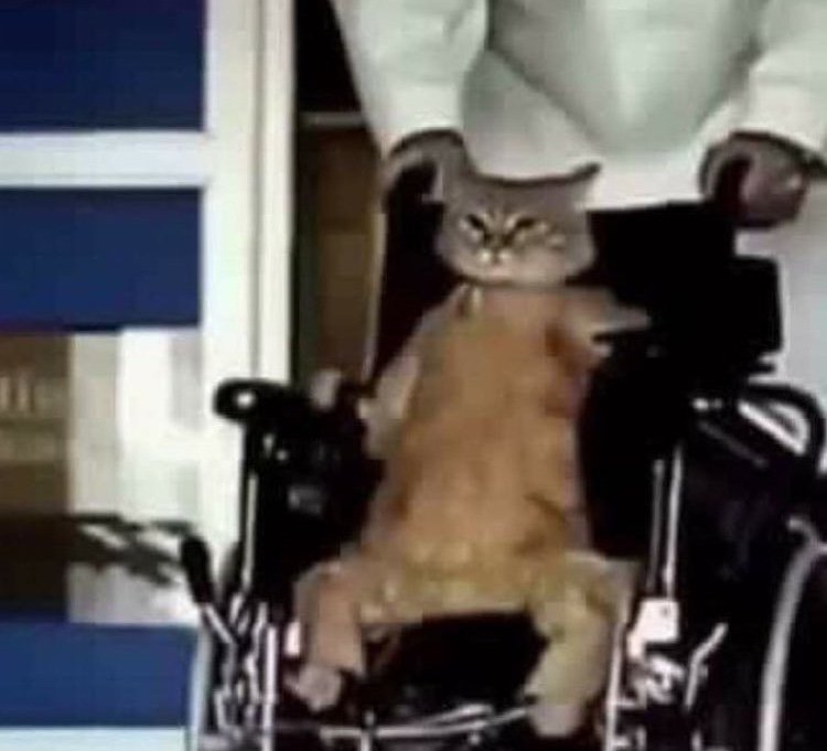 Cursed_Cat cursedimages