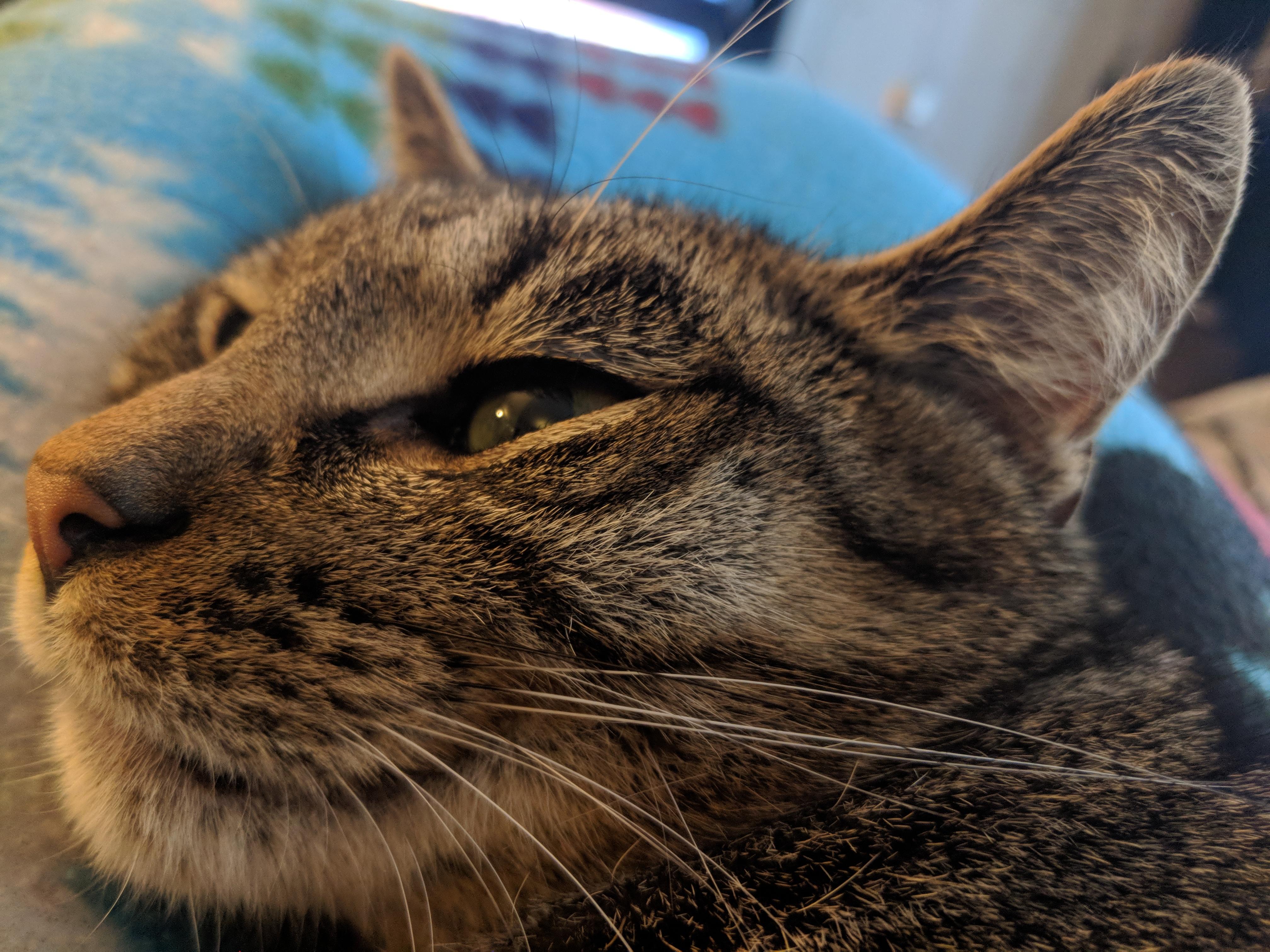 High Definition Kitty r/cats