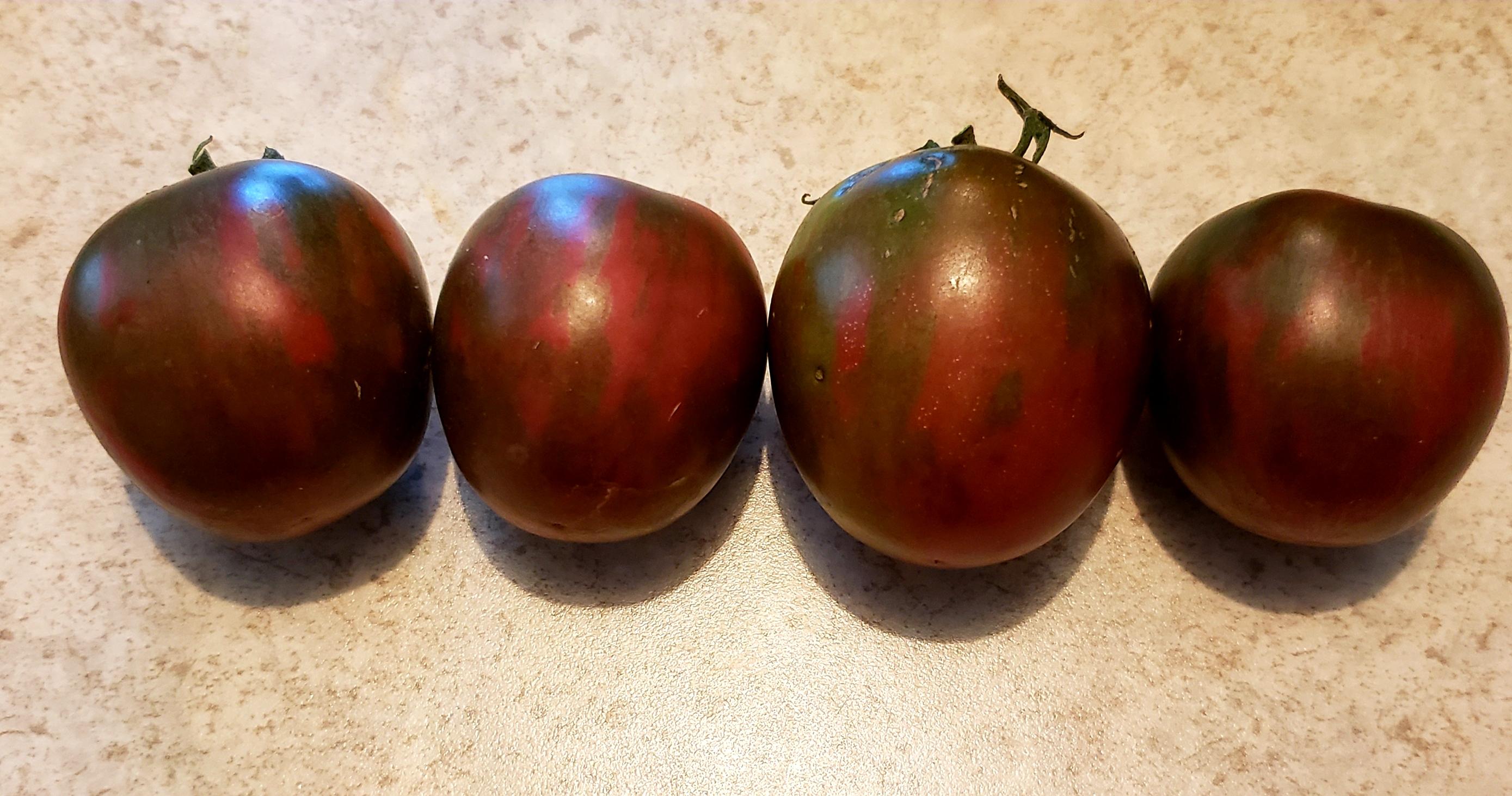 Black Vernissage tomatoes. They were Baker Creek's free seeds this year