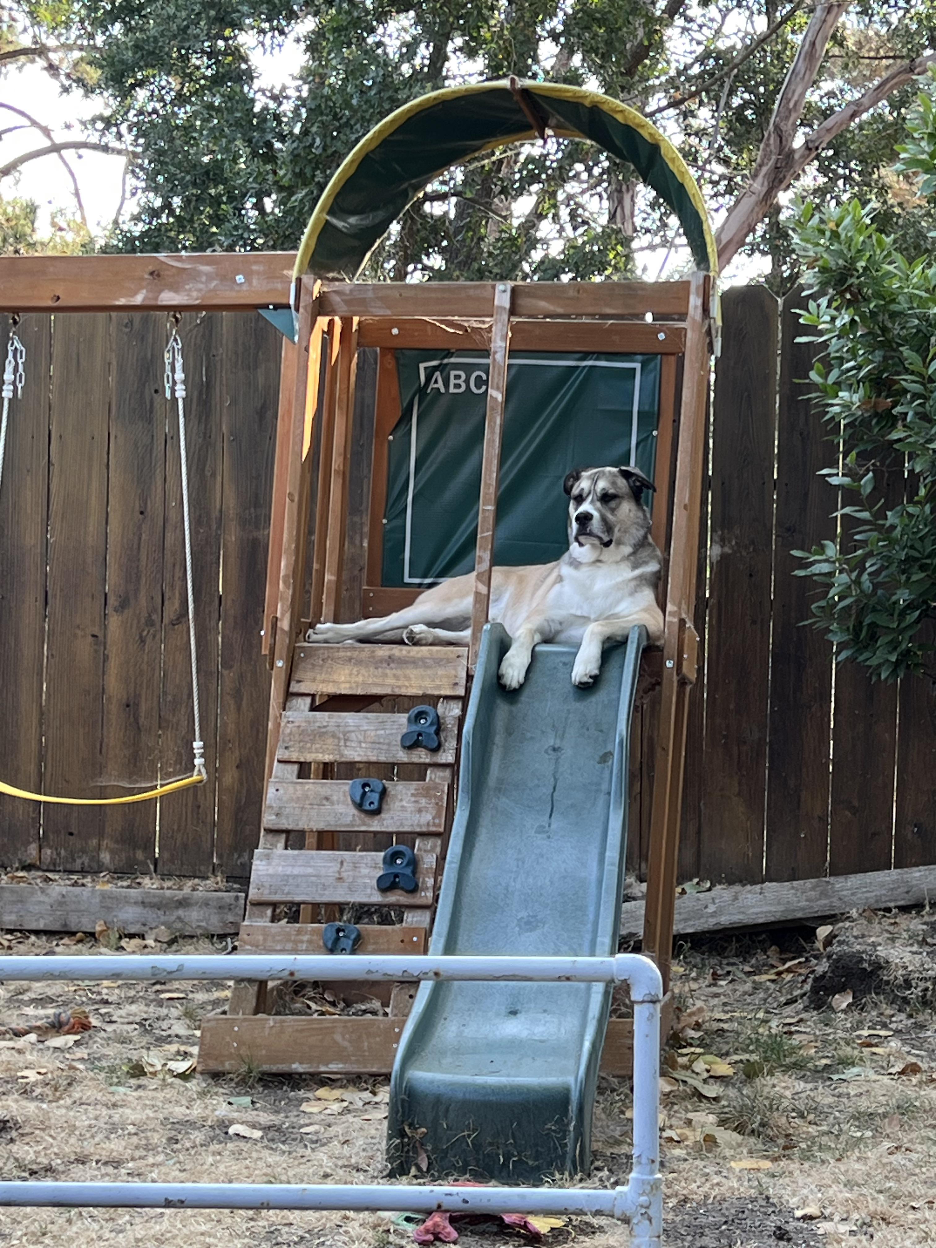 Guard Dog r/AnatolianShepherdDogs