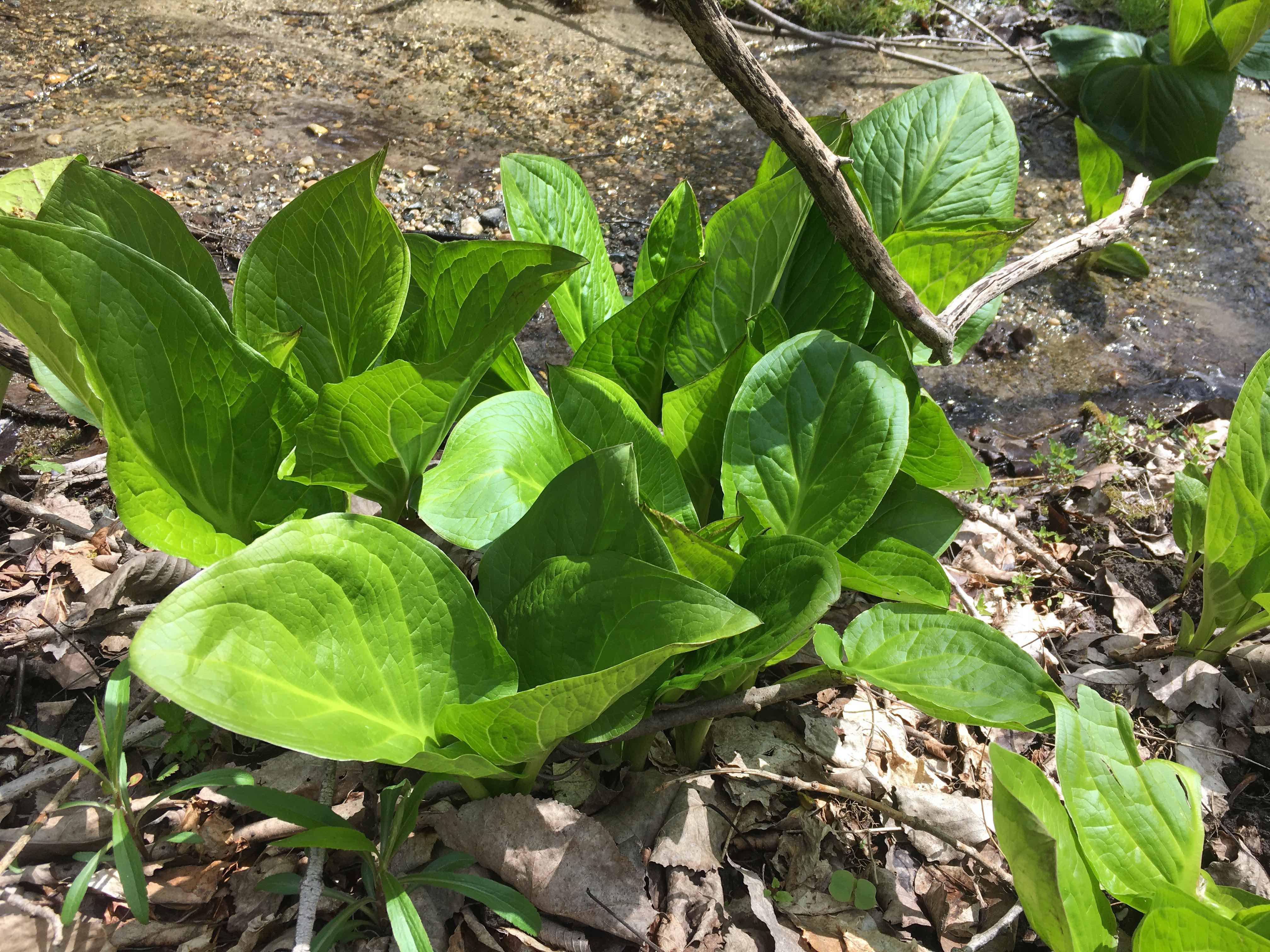 Looks and grows like Lettuce! Zone 6B, a whole bunch near streams r