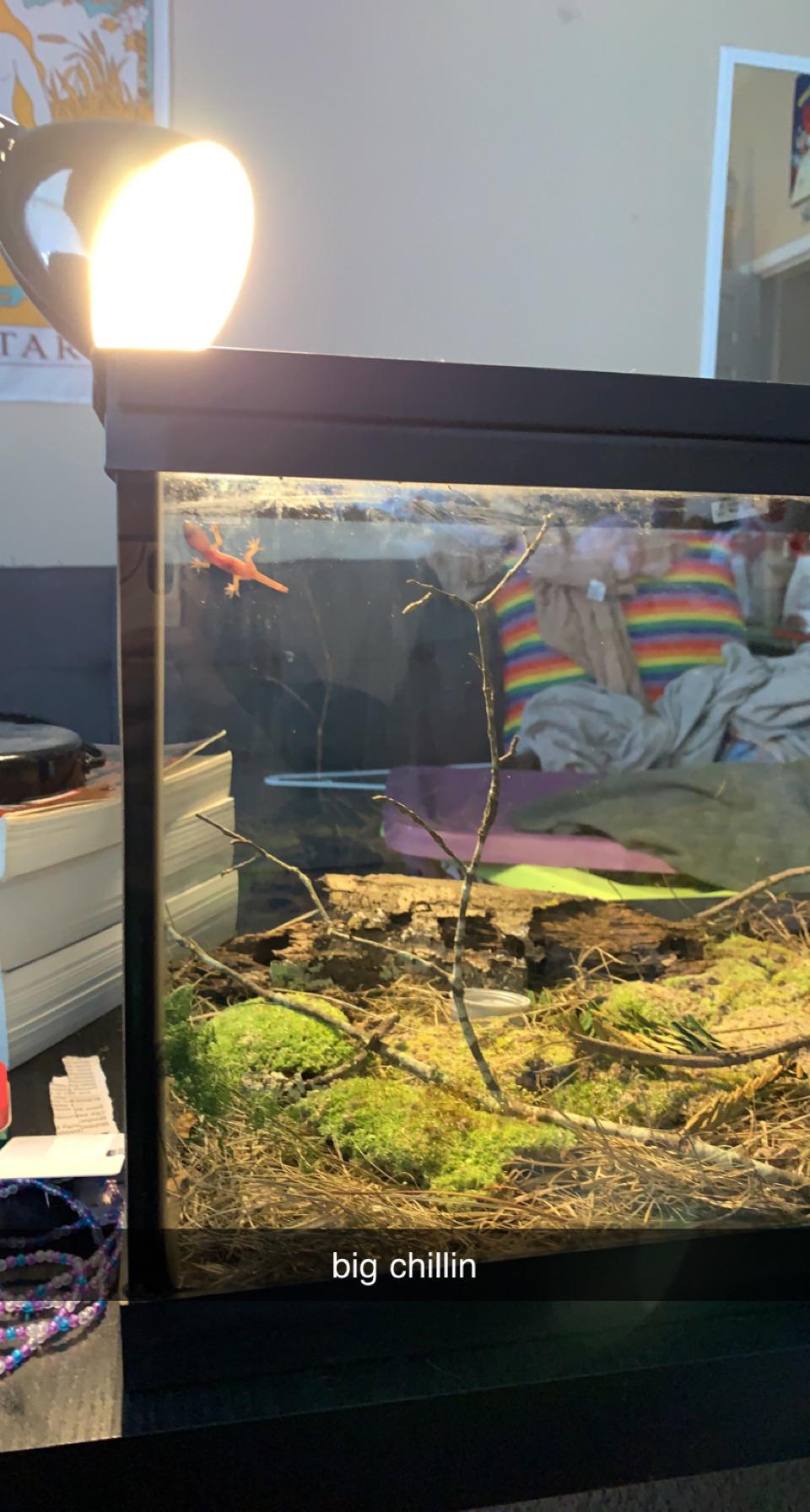 so i found a gecko in my shower. r/geckos