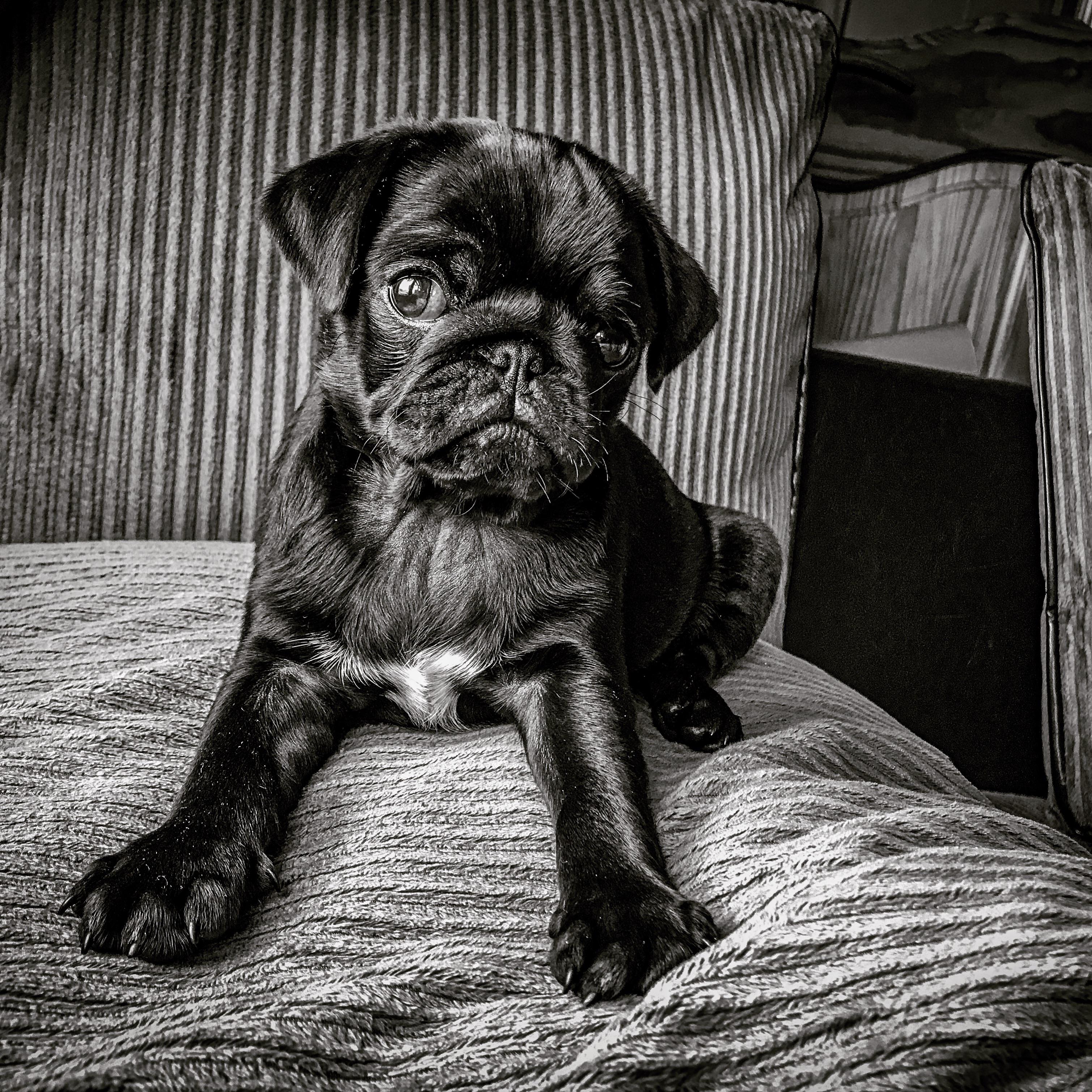 my black pug r/ireland