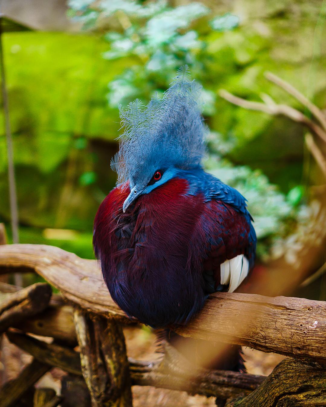 Fancy Bird [Sony a6300 + SEL35F18] SonyAlpha