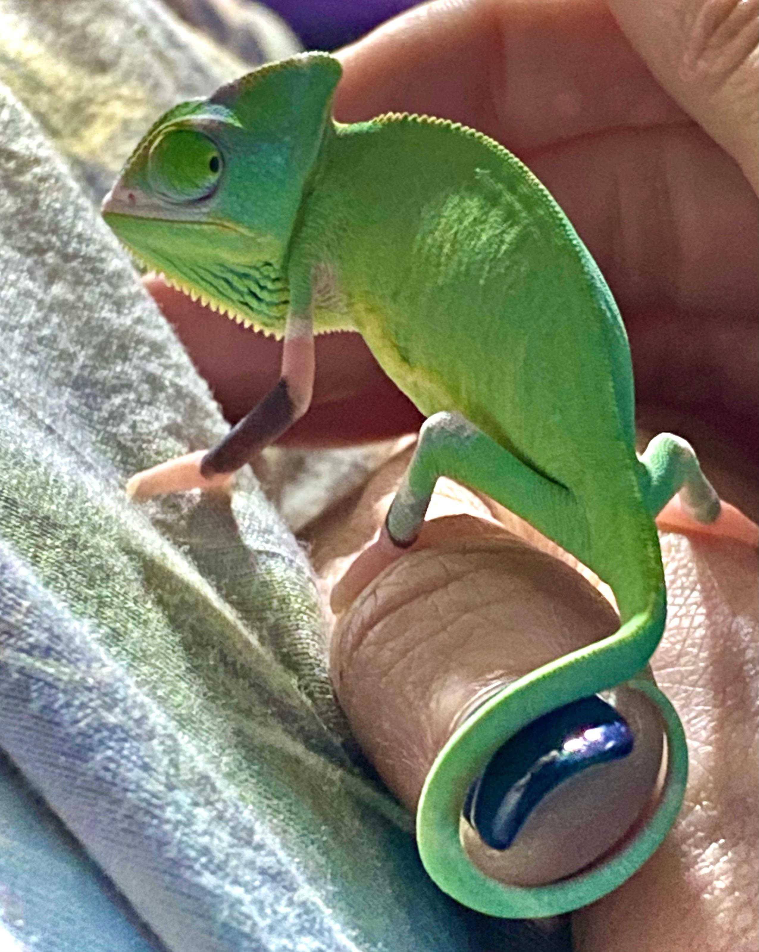 My beautiful piebald veiled chameleon peebie 💕 r/Chameleons