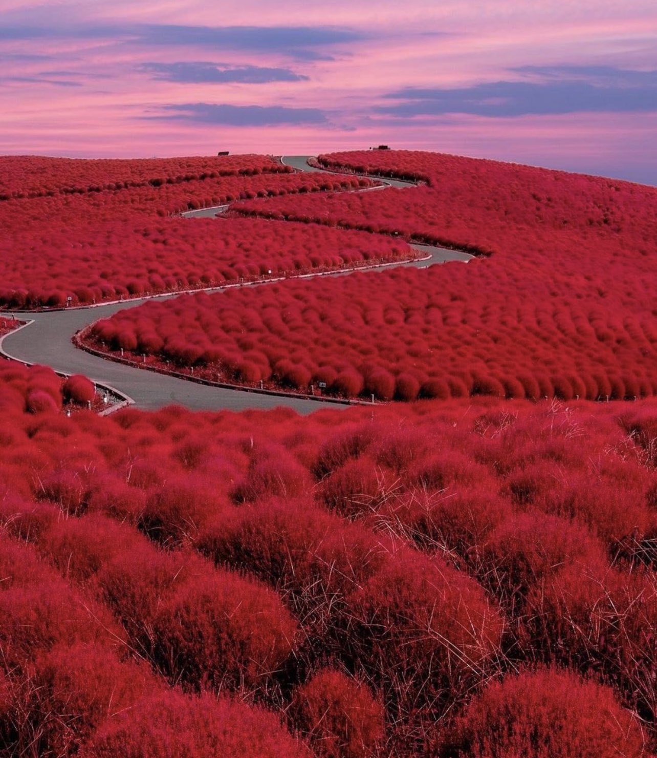 🔥 Hitachi Seaside Park, Japan 32,000 Kochia (summer cypress) Scarlet