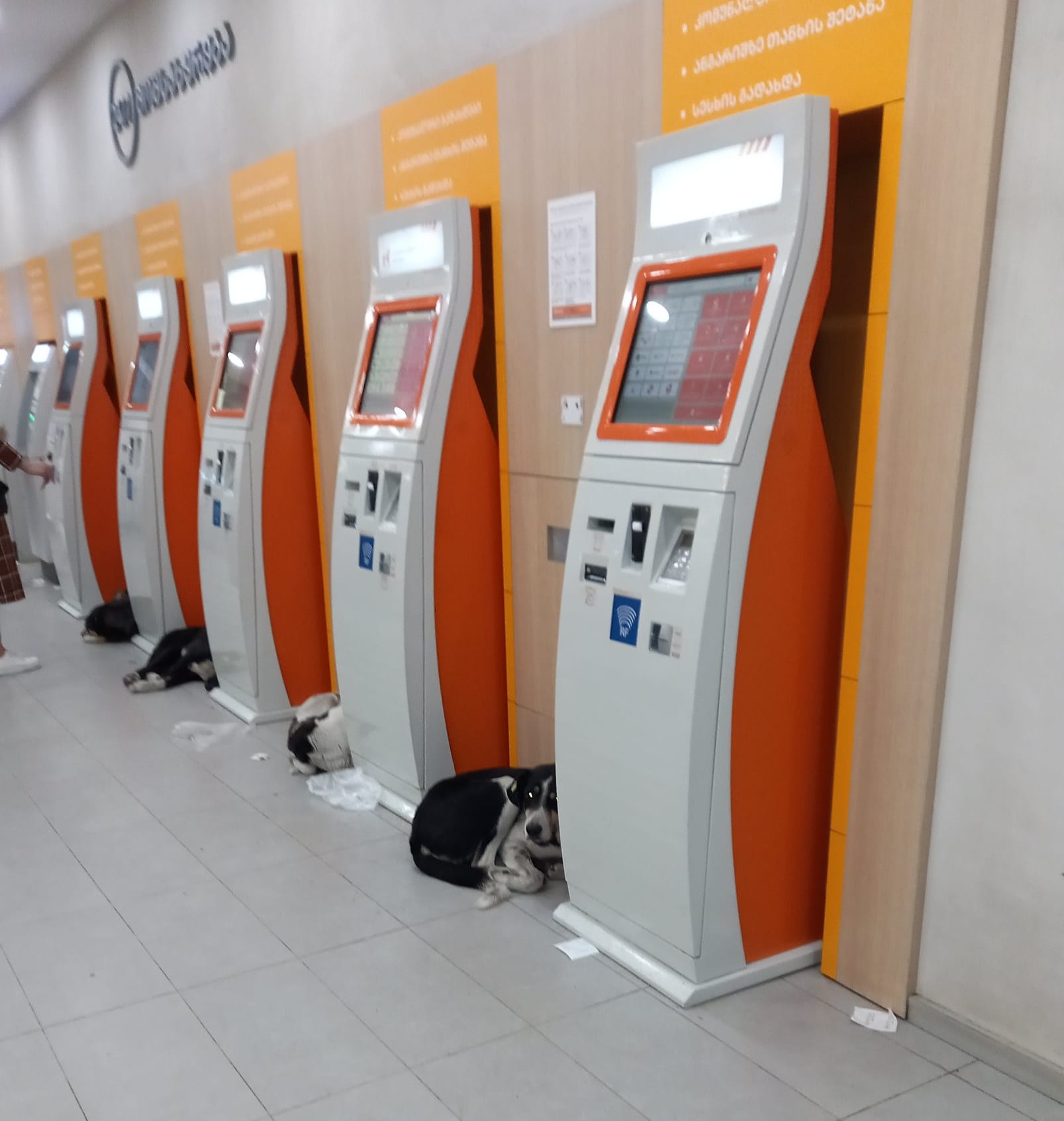 urgent job requirements Banks in allow dogs to take