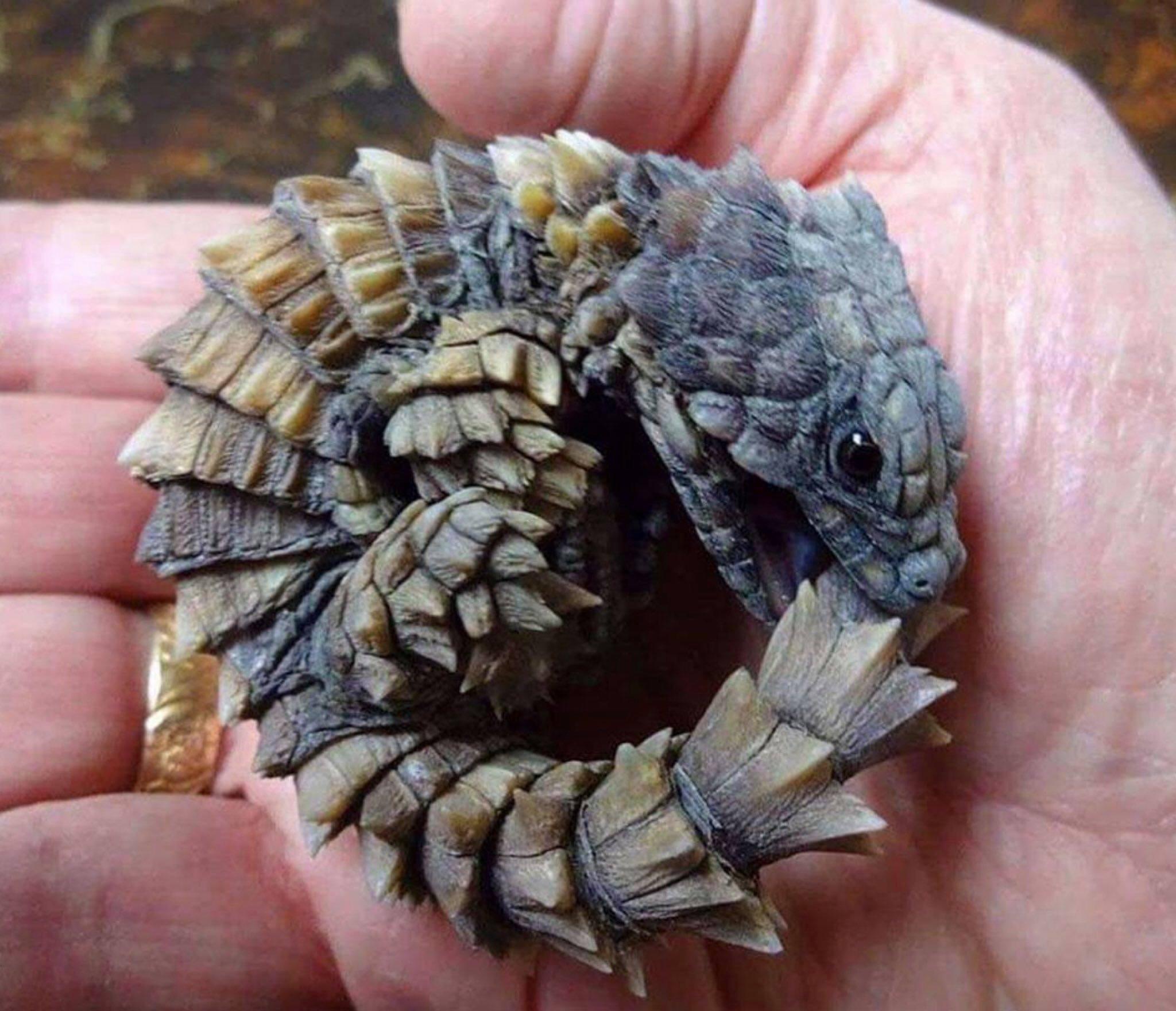 🔥 Armadillo girdled lizard 🔥 r/NatureIsFuckingLit