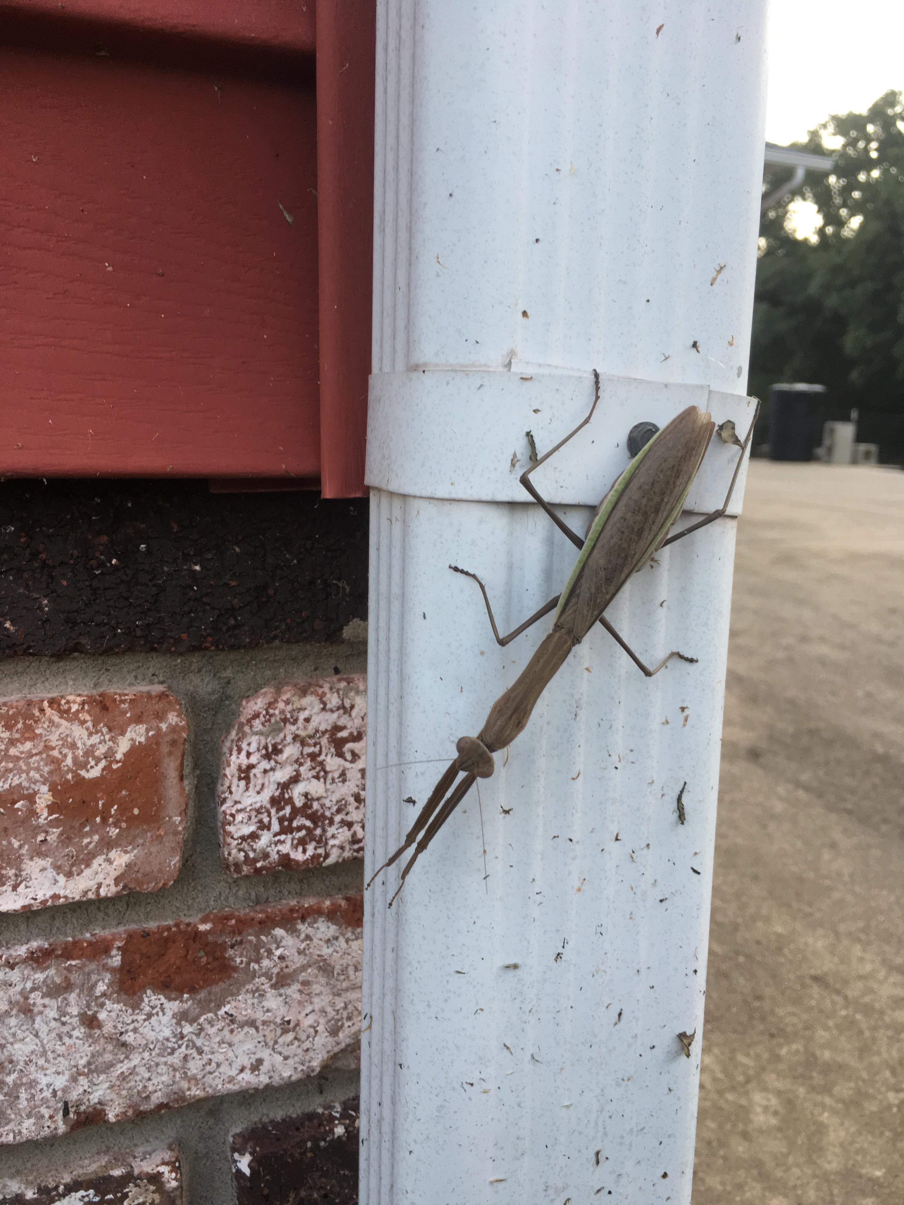 The biggest Praying Mantis that I have ever found at home. r/insects