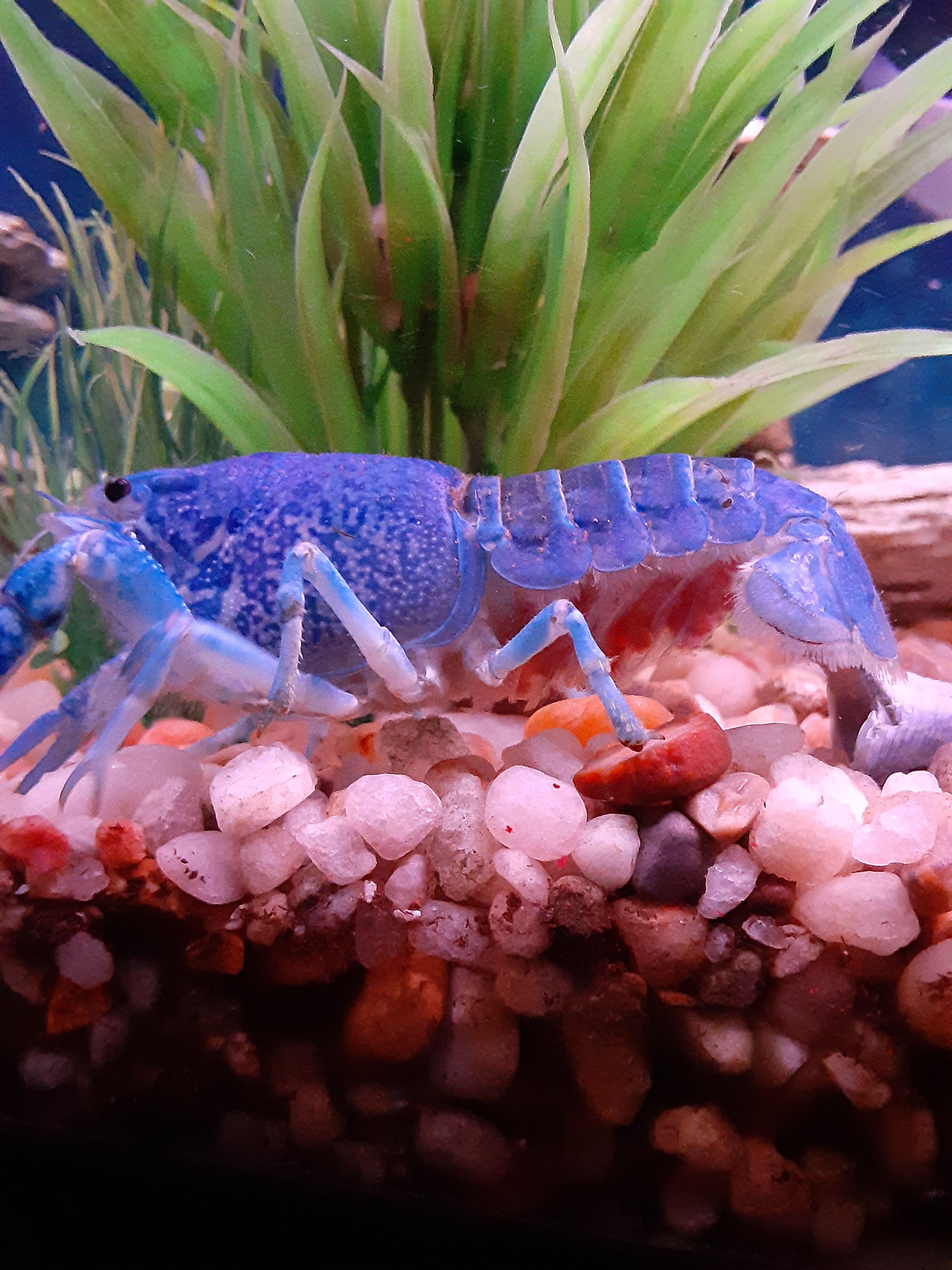 HELP!! My blue crayfish has had these orange/red eggs for over 3 weeks