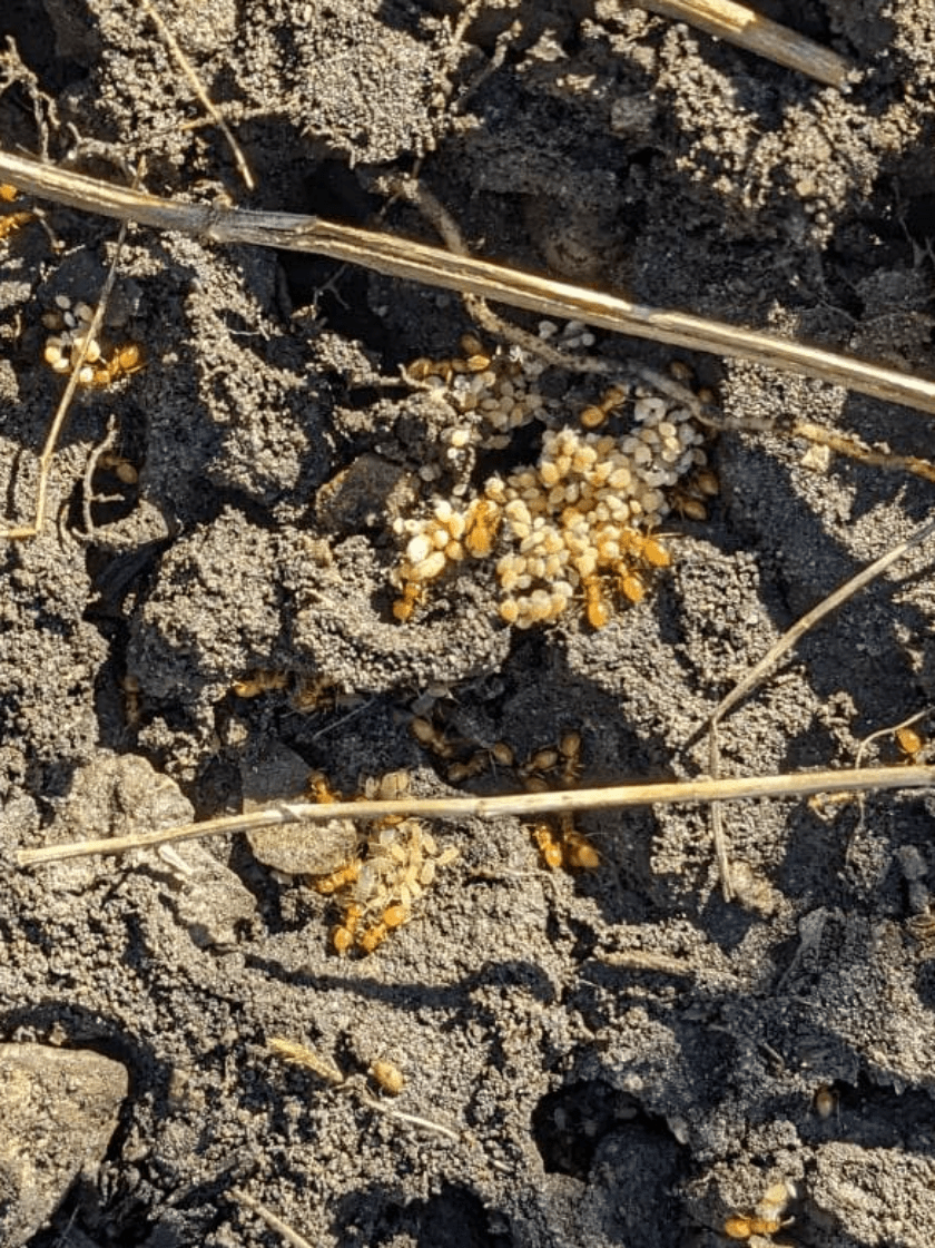 What are these ants in my backyard that we found under a patio stone