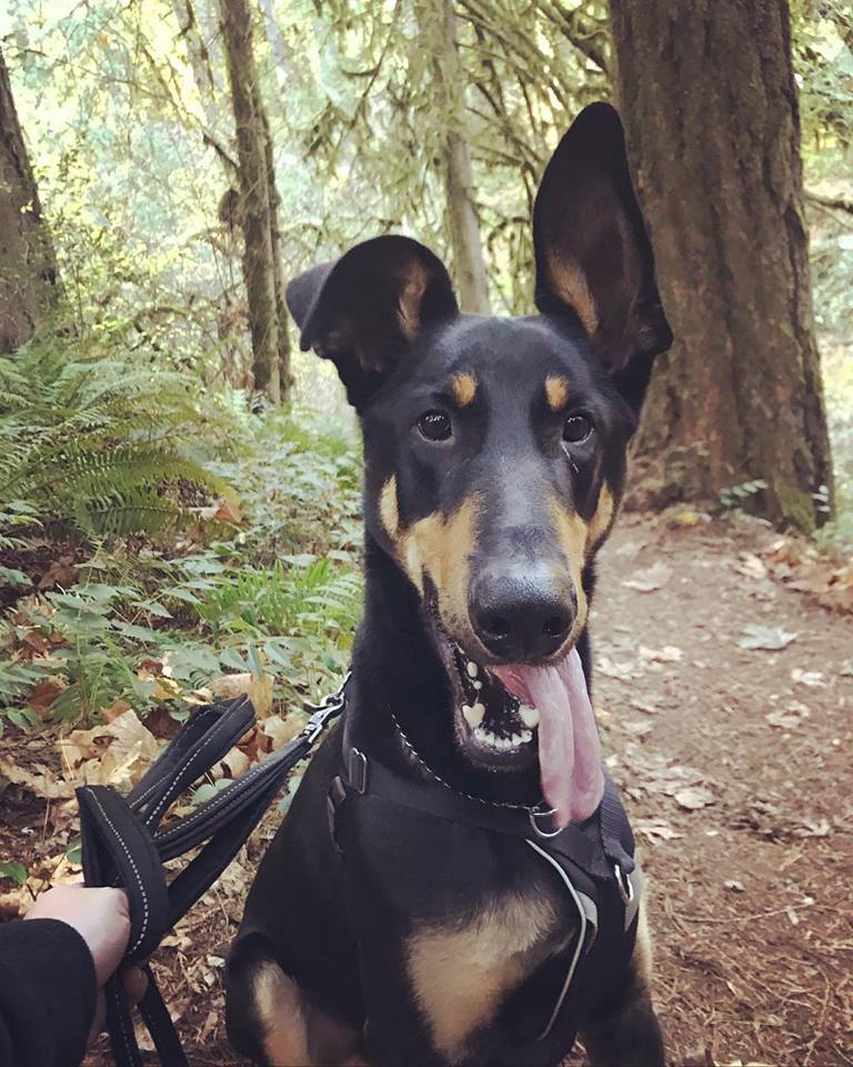 Doberman German Shepherd Mix Puppies 21 German Shepherd