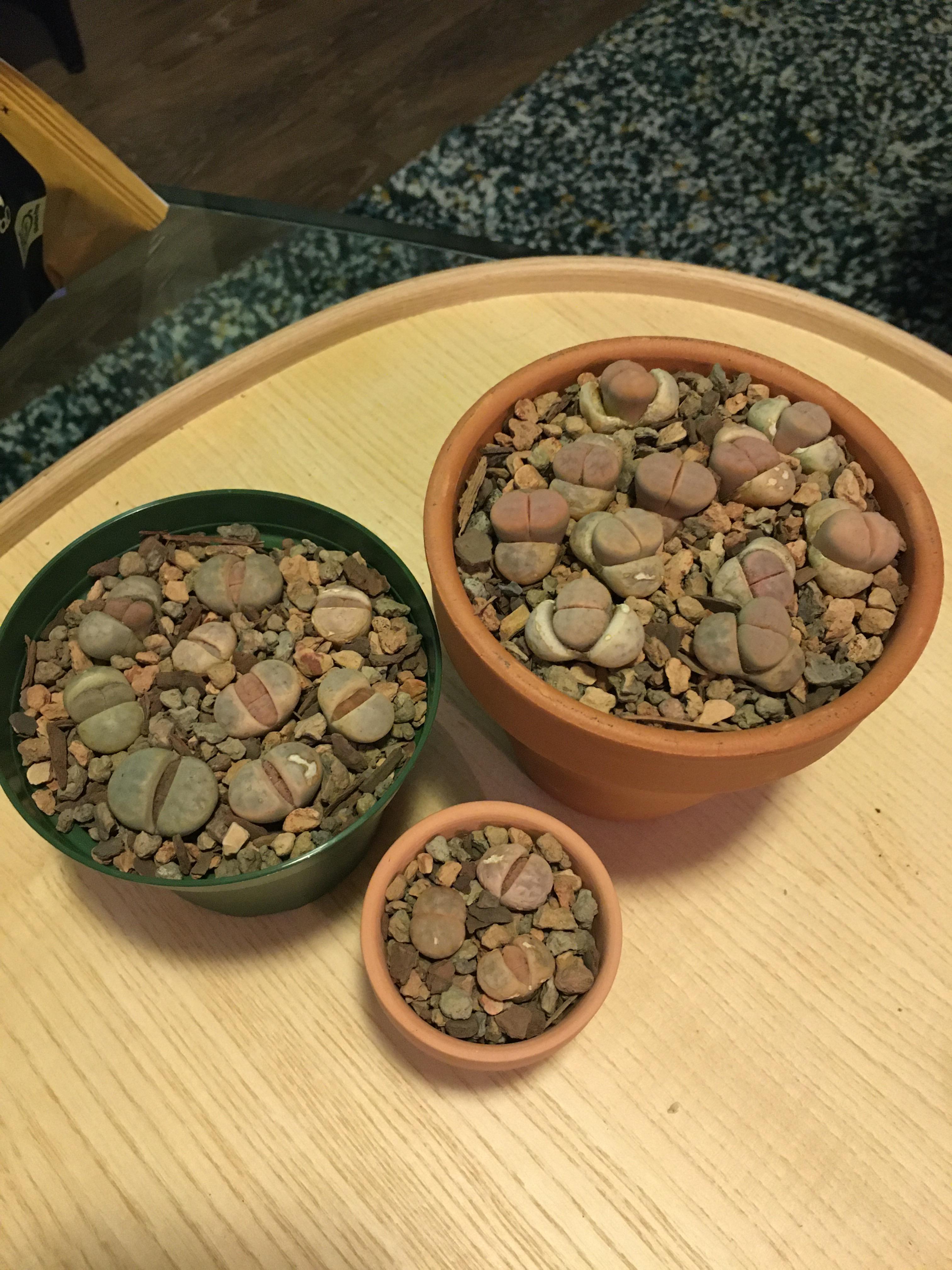 I just got these adorable lithops and I potted them in jack’s succulent
