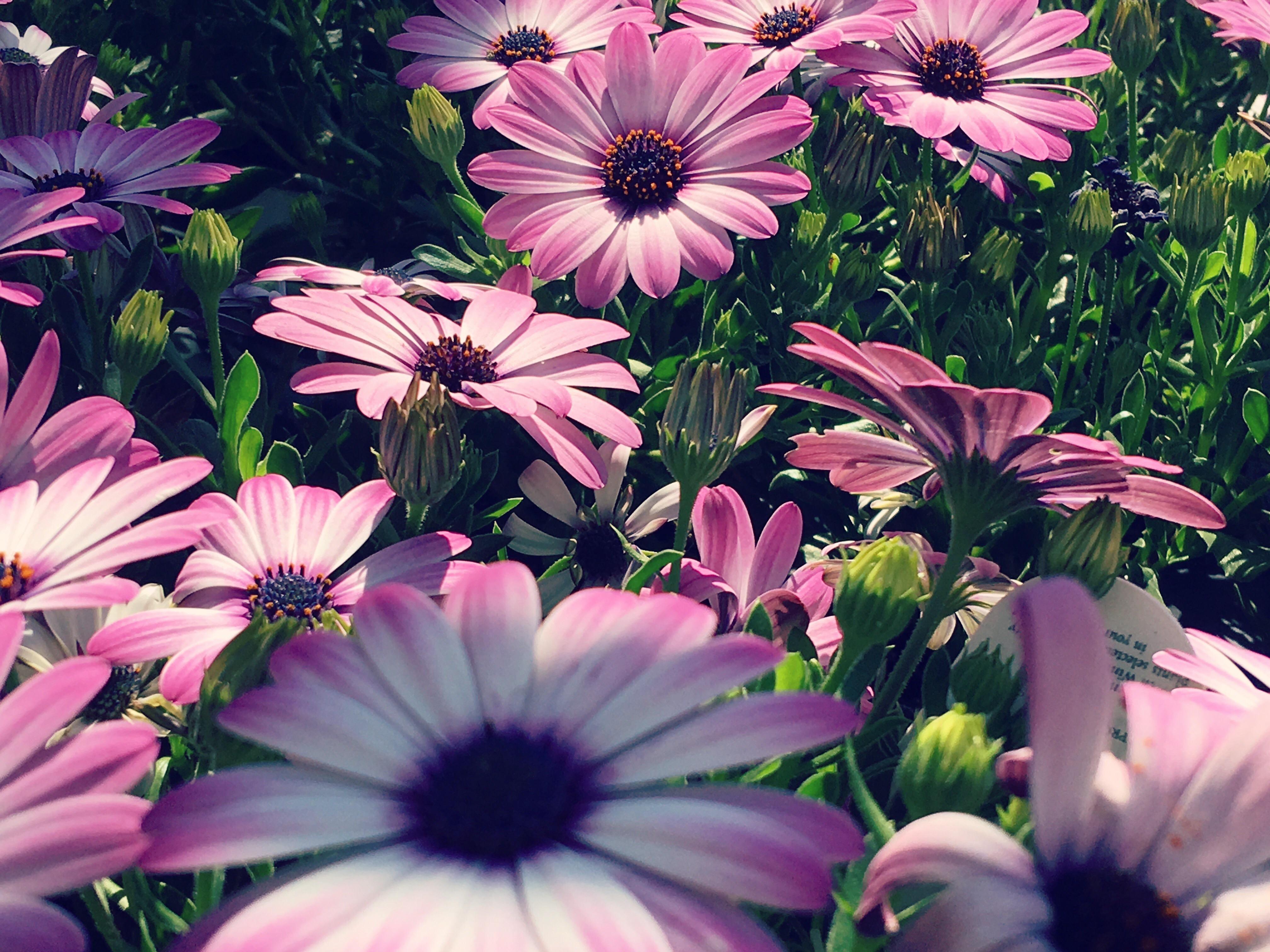 Purple flowers at Home Depot r/flowers