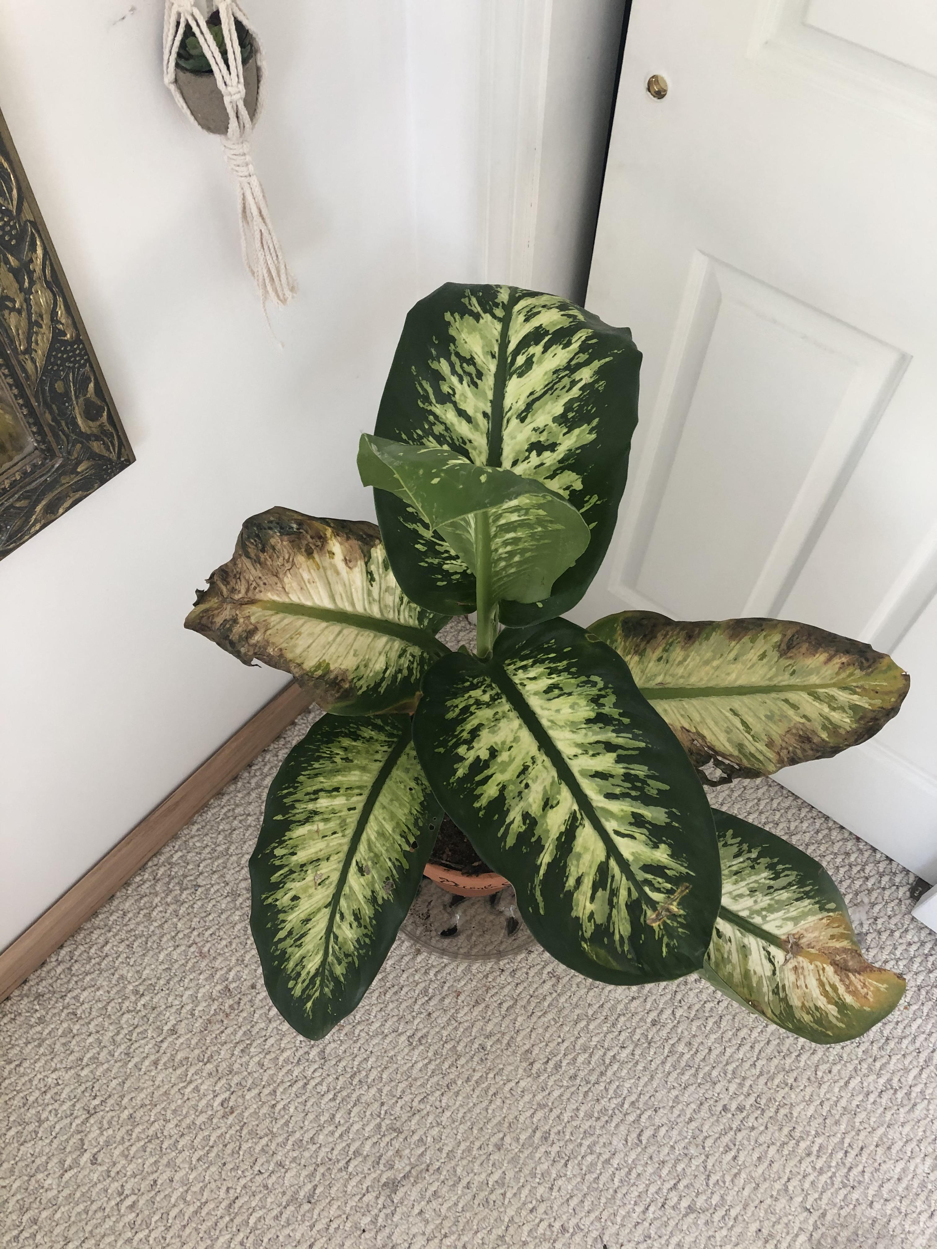 My dumb cane dumbass has rotting leaves but also keeps growing healthy