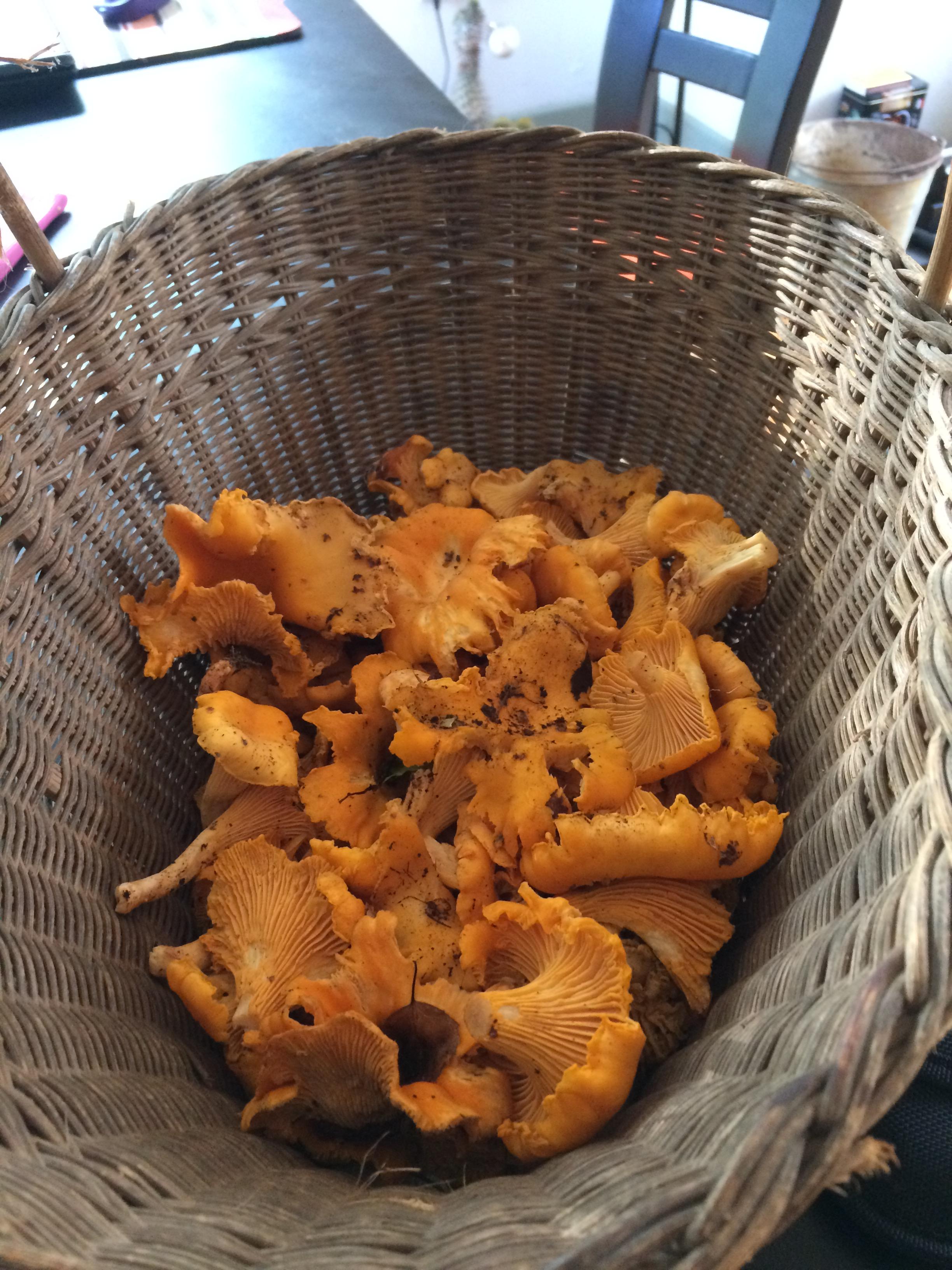 Chanterelles r/foraging