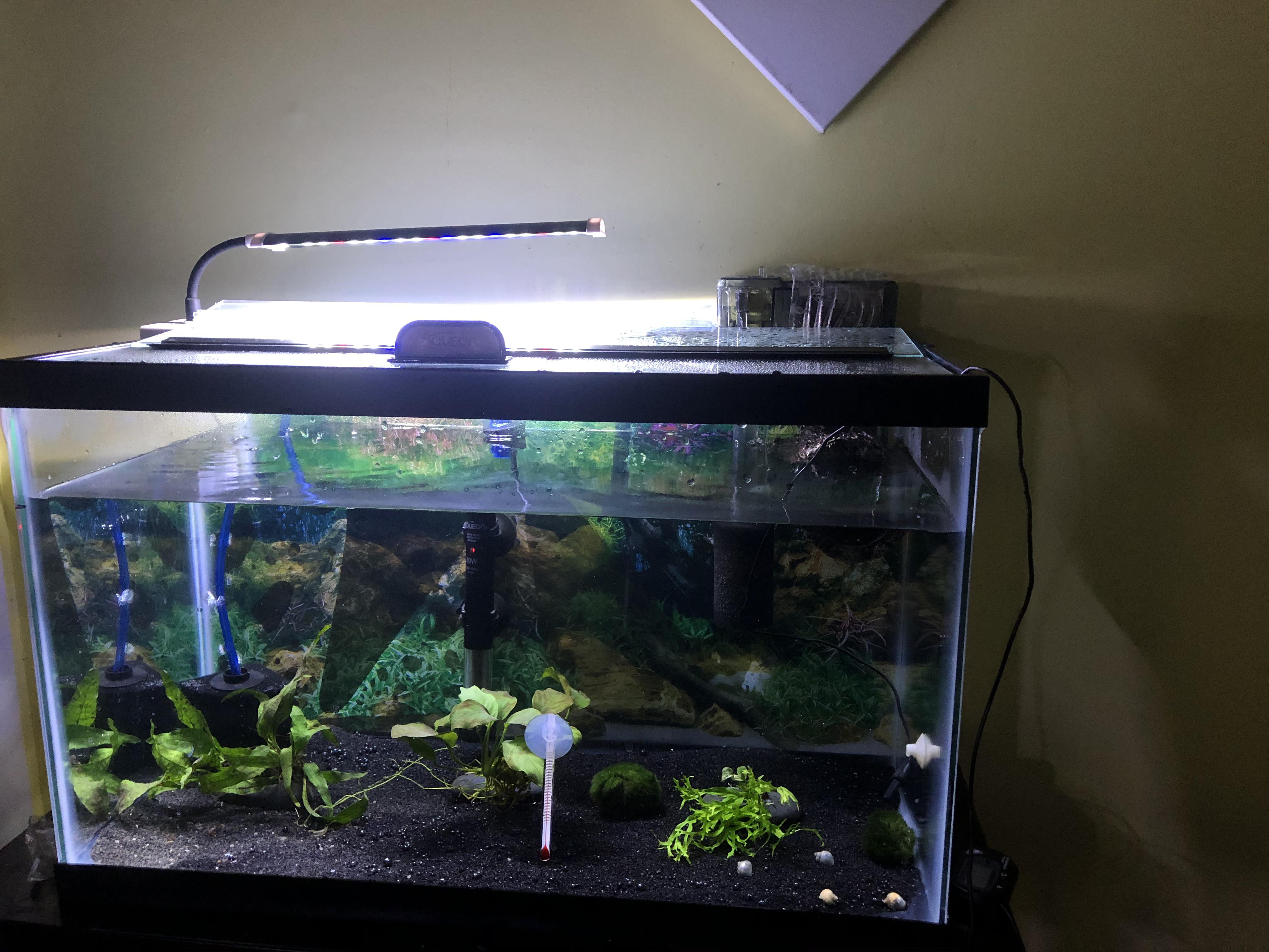 The baby snails in their tank. r/AquaticSnails