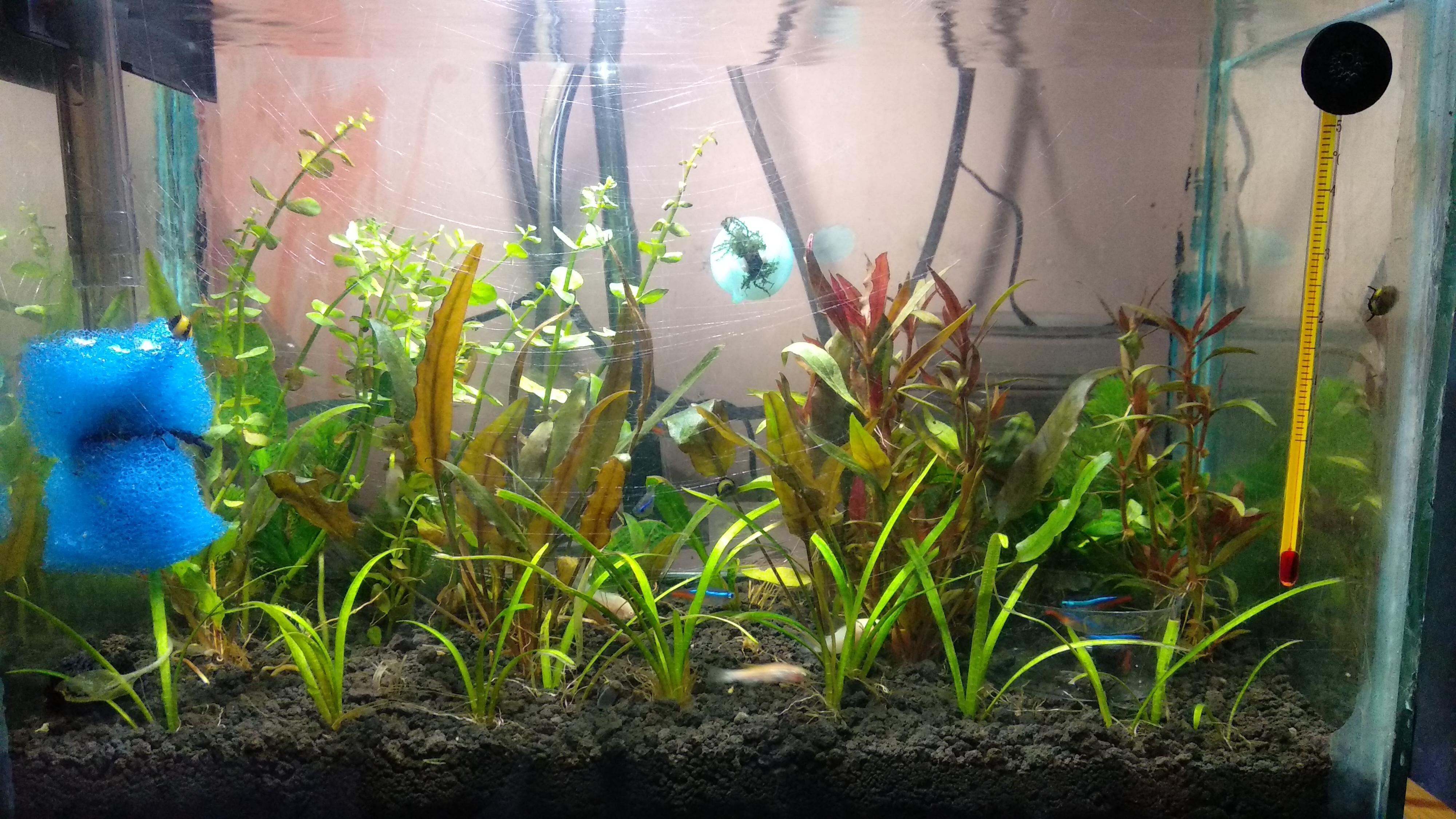 My first post on Reddit and first attempt at planted aquarium. I'm