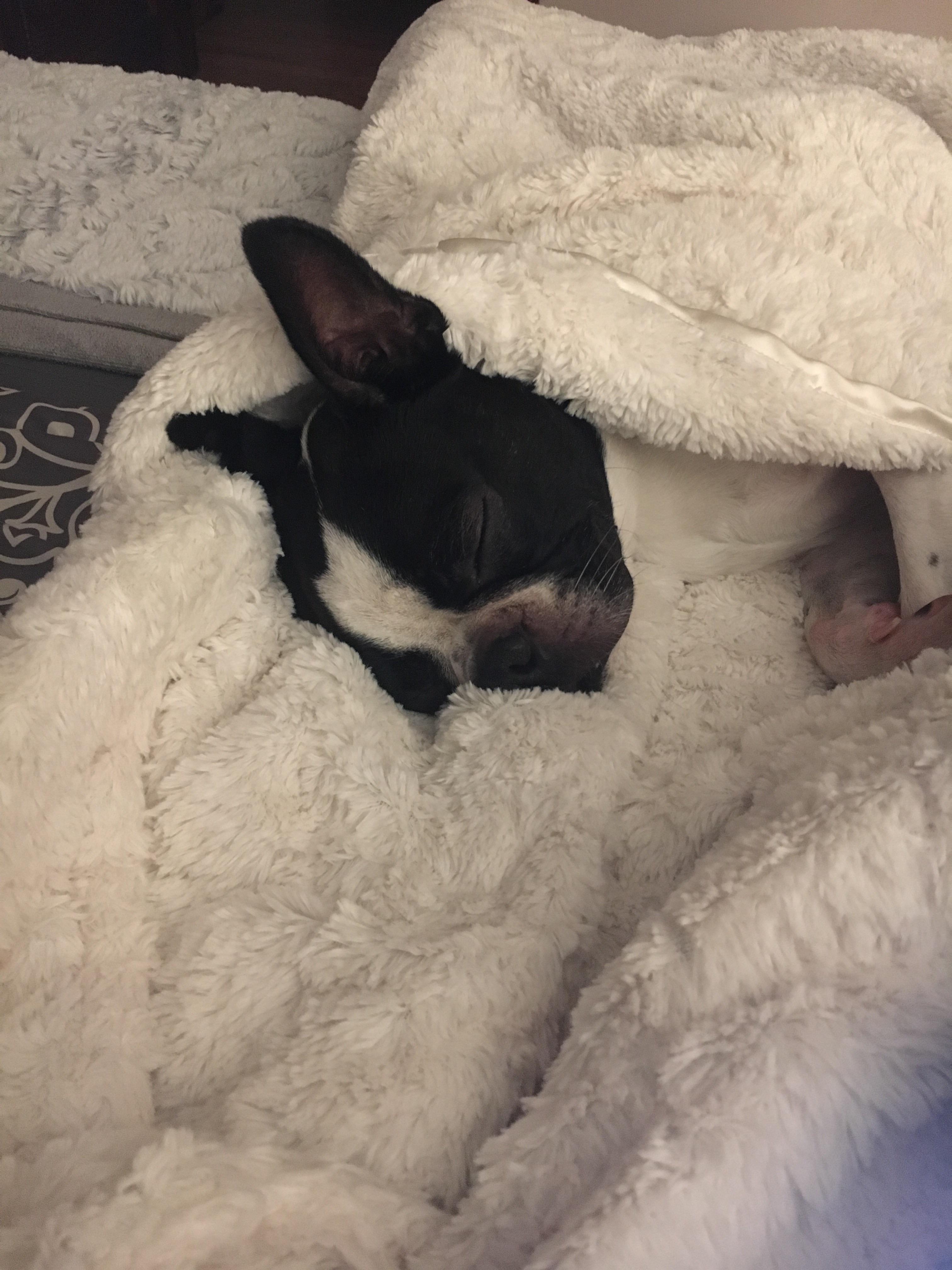 Do Boston Terriers Like To Cuddle
