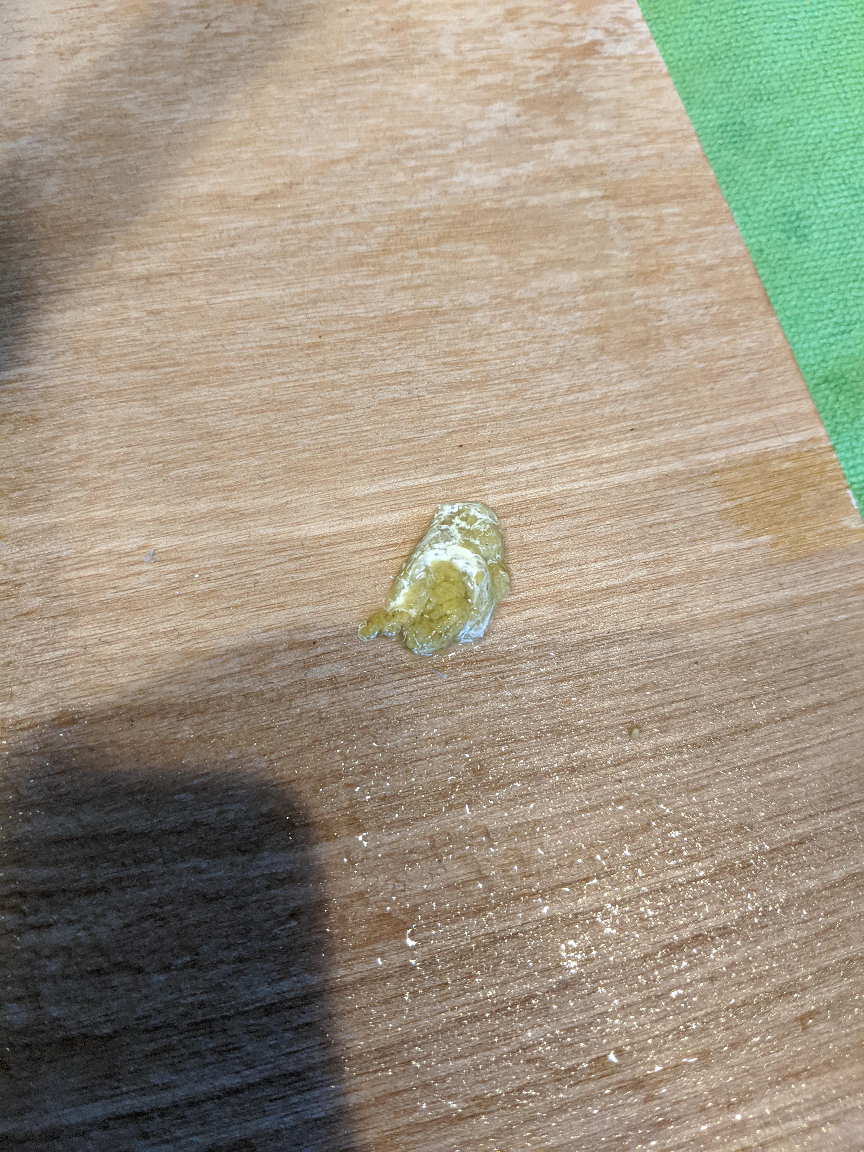 My cockatiel had a bright yellow green poop, should I be worried? r