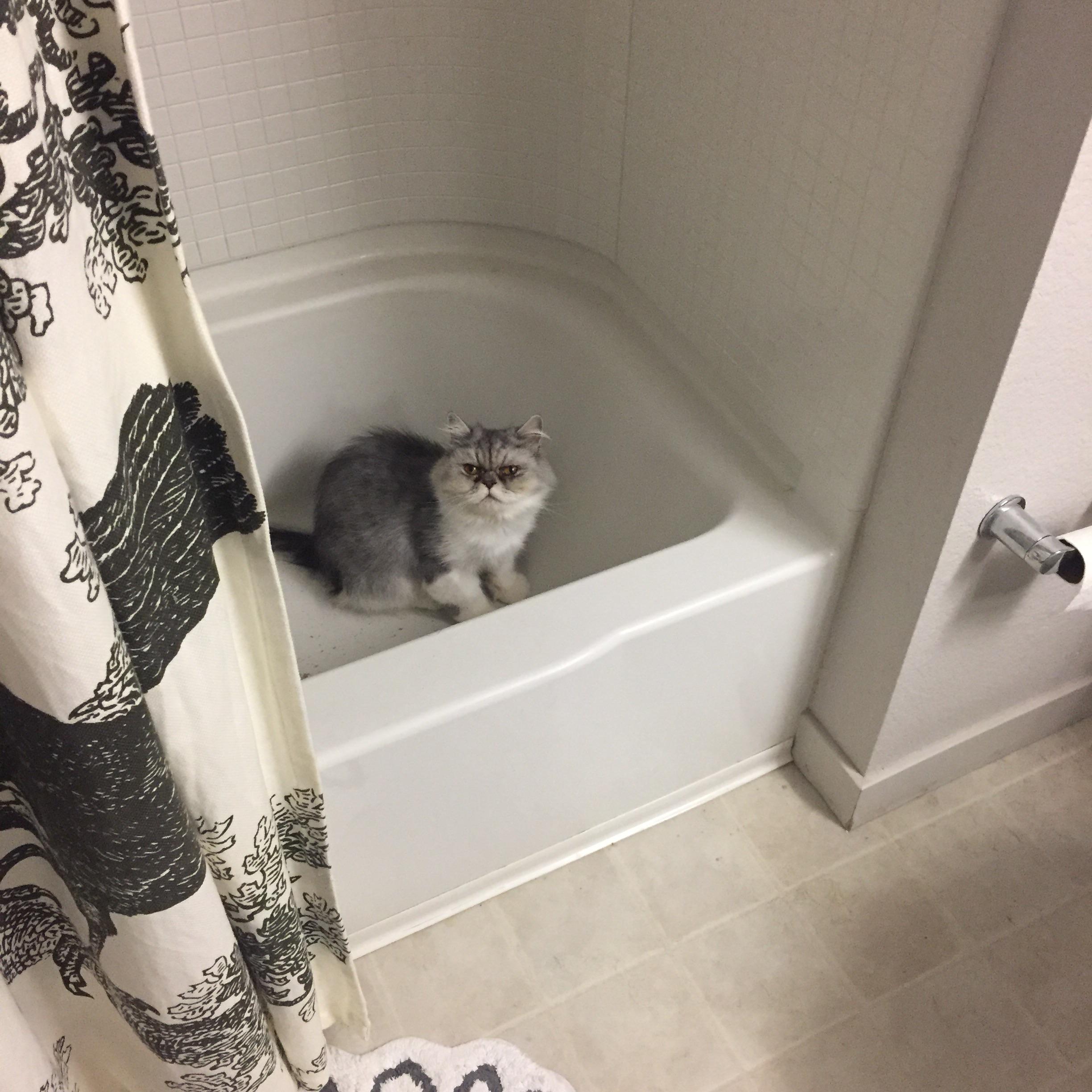 My cat loves sitting in the tub r/CatsBeingAdorable