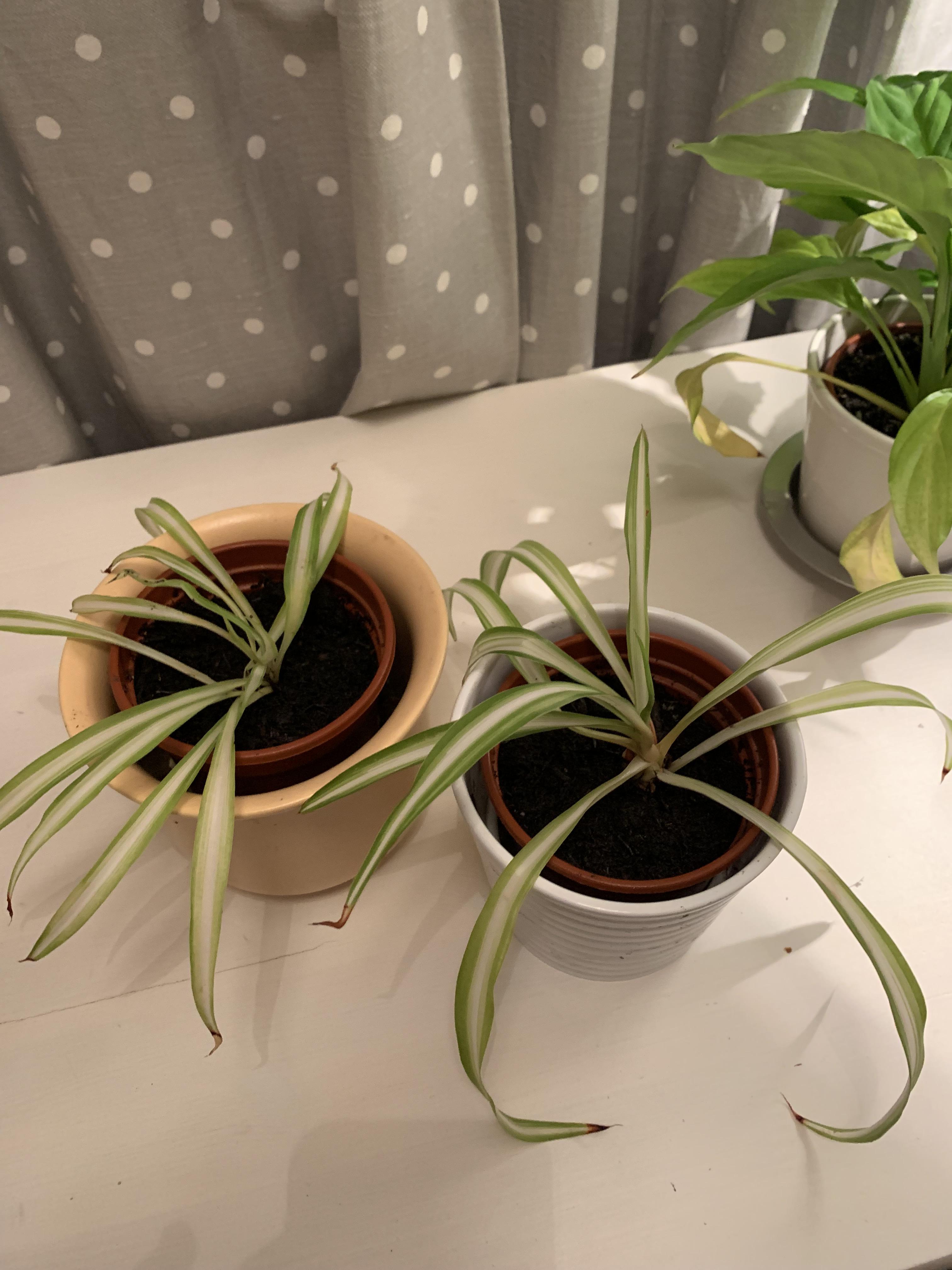 I got these 2 spider plants from cuttings in my office today. Any