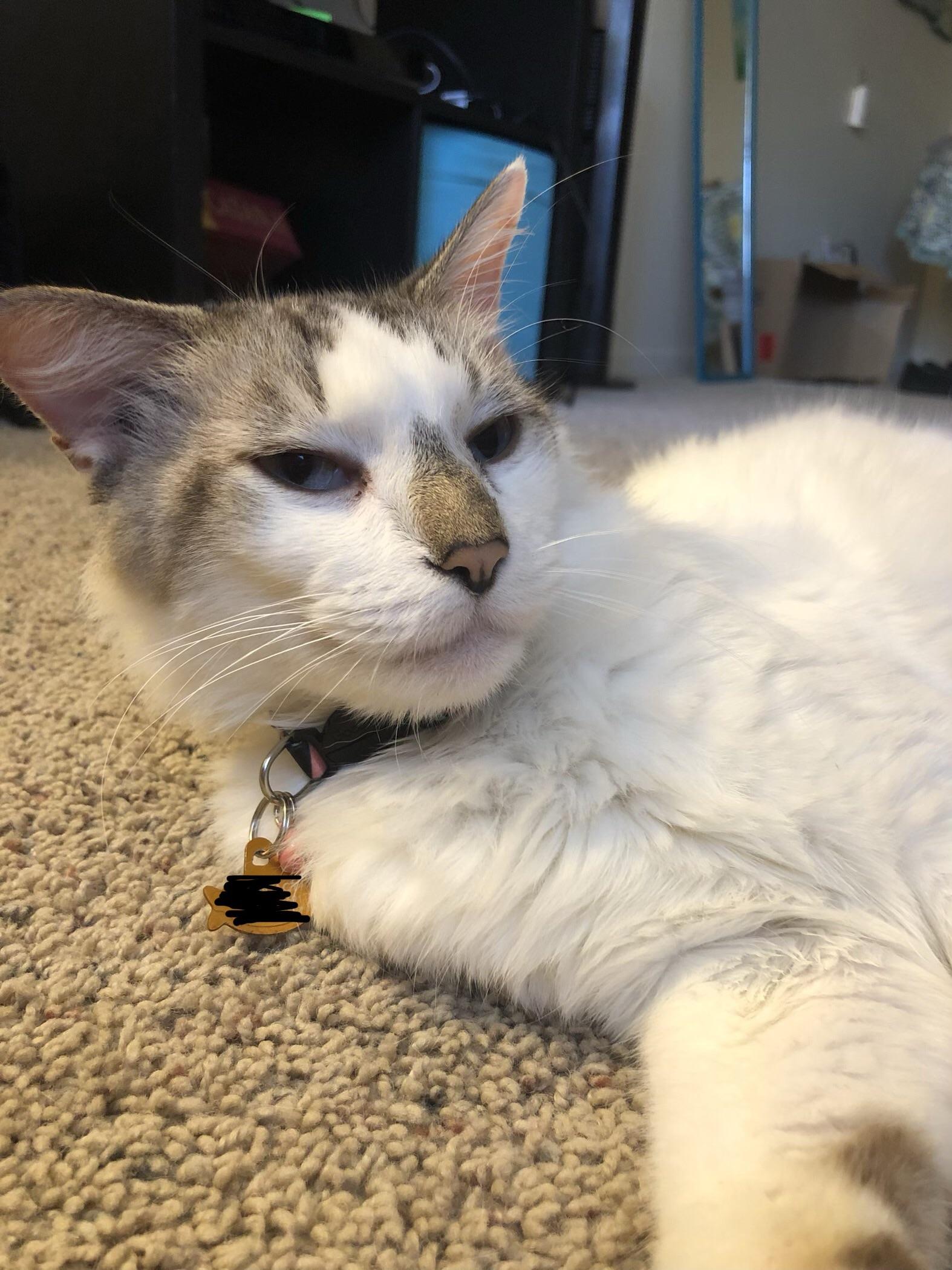 My cat is always giving me the side eye r/aww