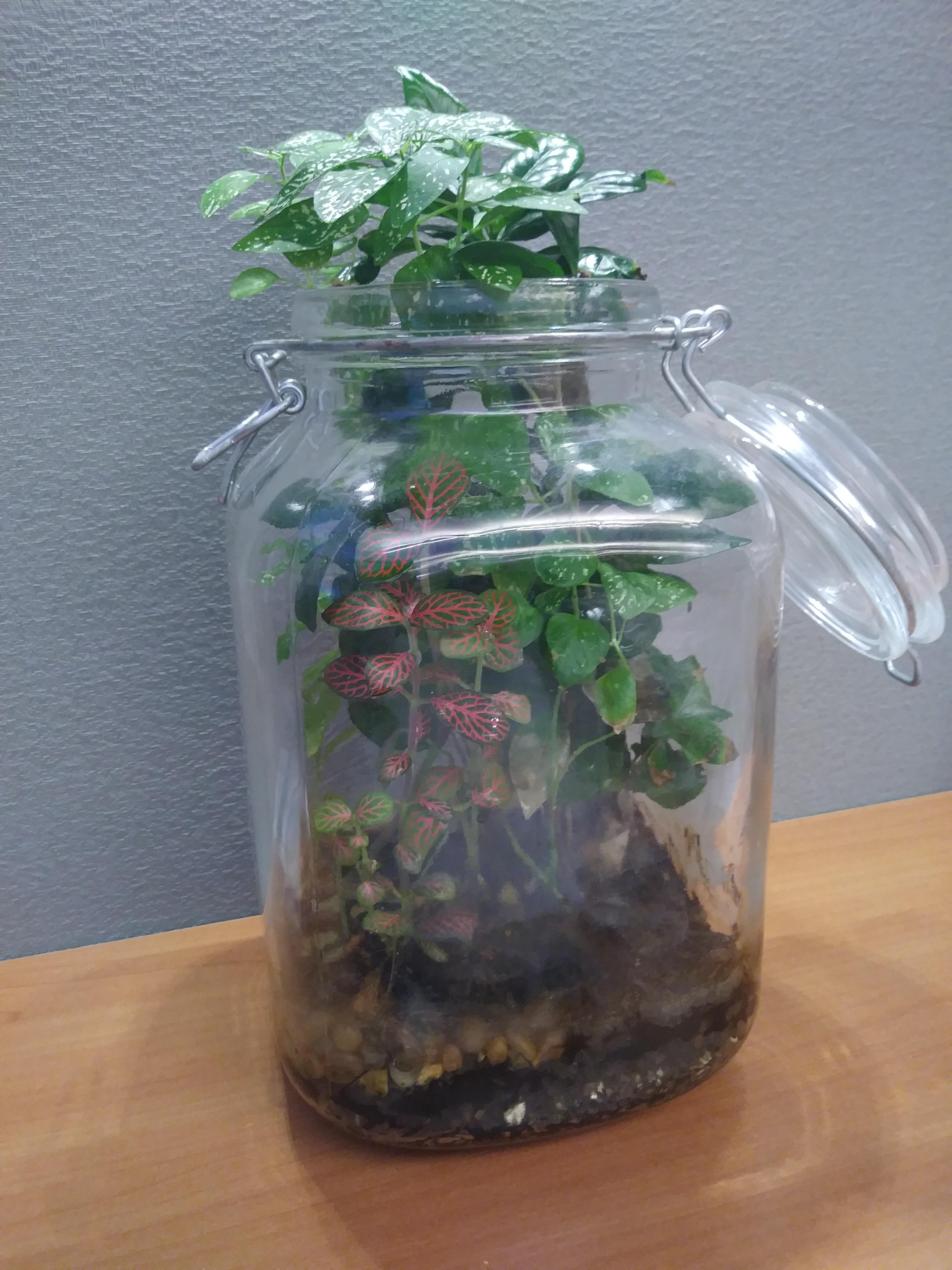 This is what happens when you leave the lid open r/terrariums