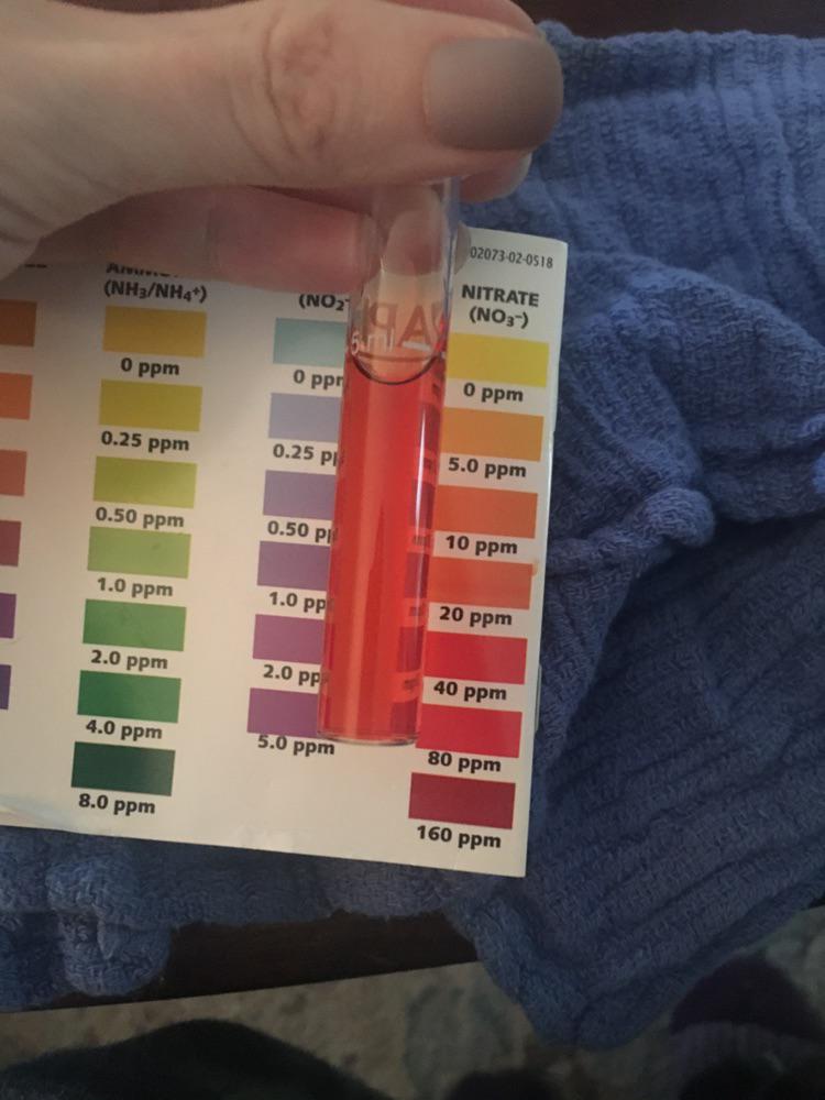 When your tap water tests at 20 ppm nitrates... Aquariums