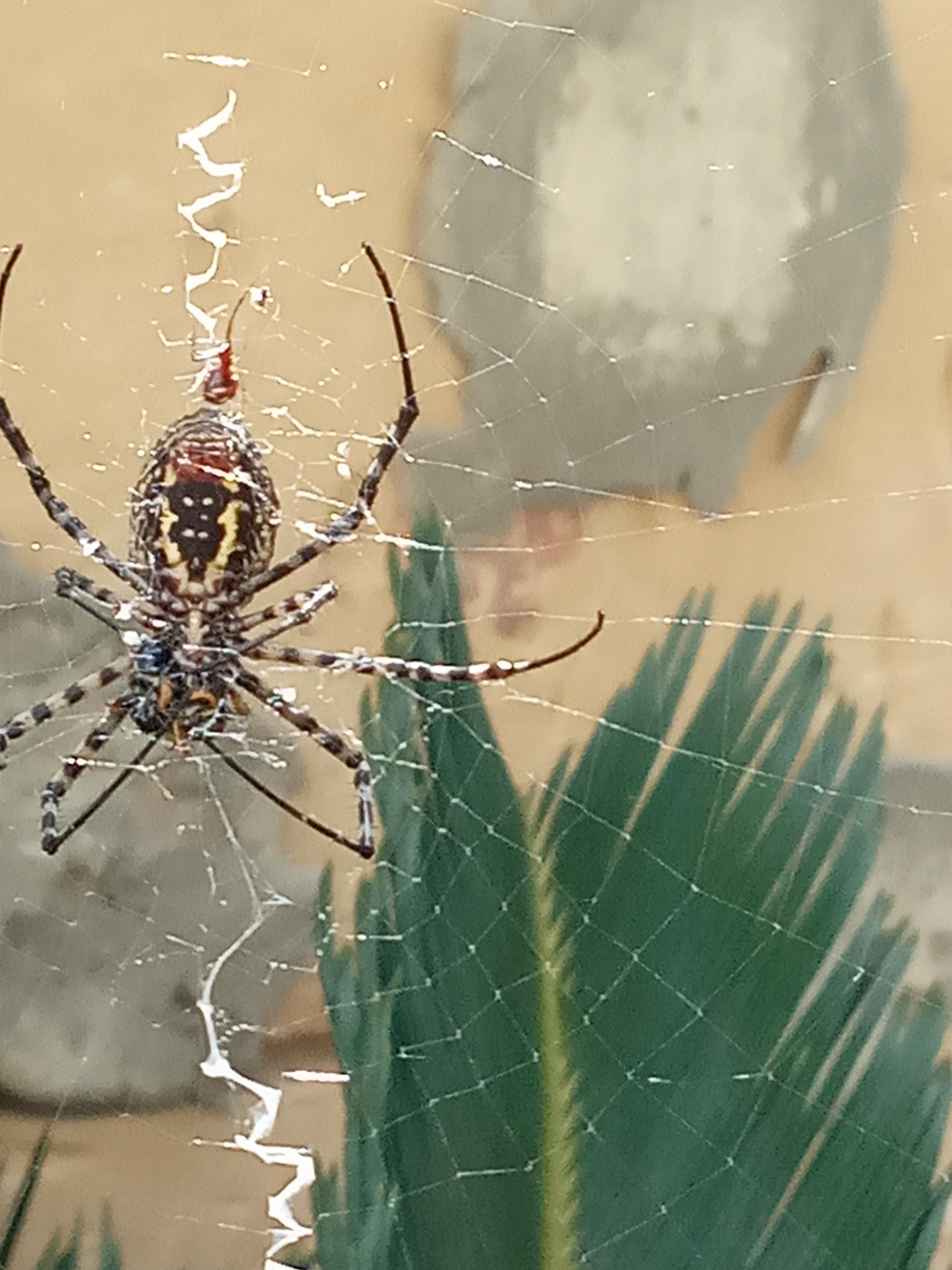 The zig zag patterned web this spider made which has lived in my back