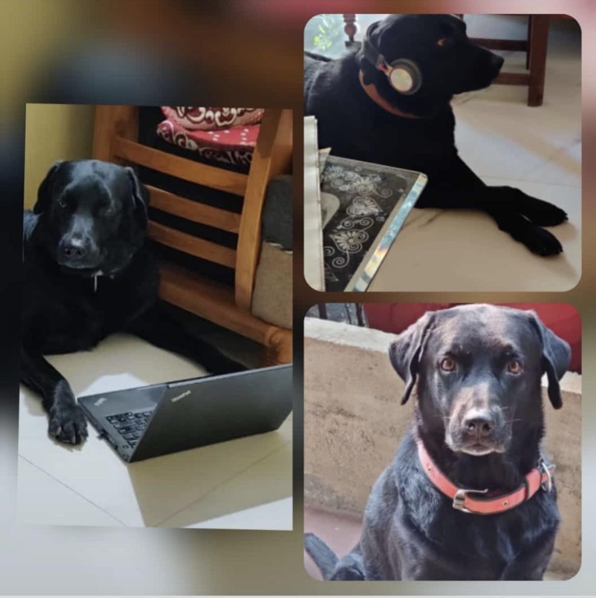 Every dog is special.. missing my dog 🥺 Happy international dog day r