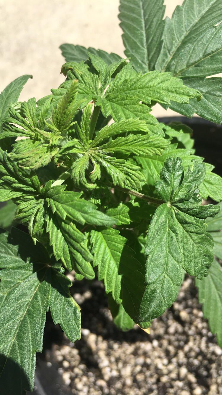 What the hell is that white stuff? Also my plants have been outdoors