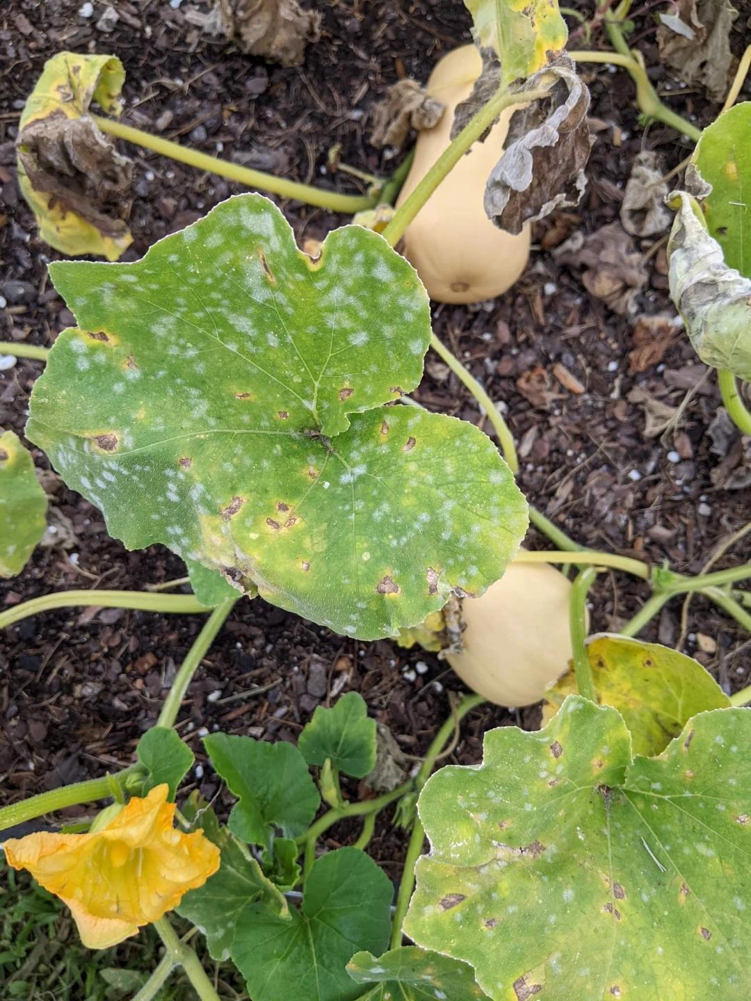 any idea what went wrong to make our butternut squash plants look like