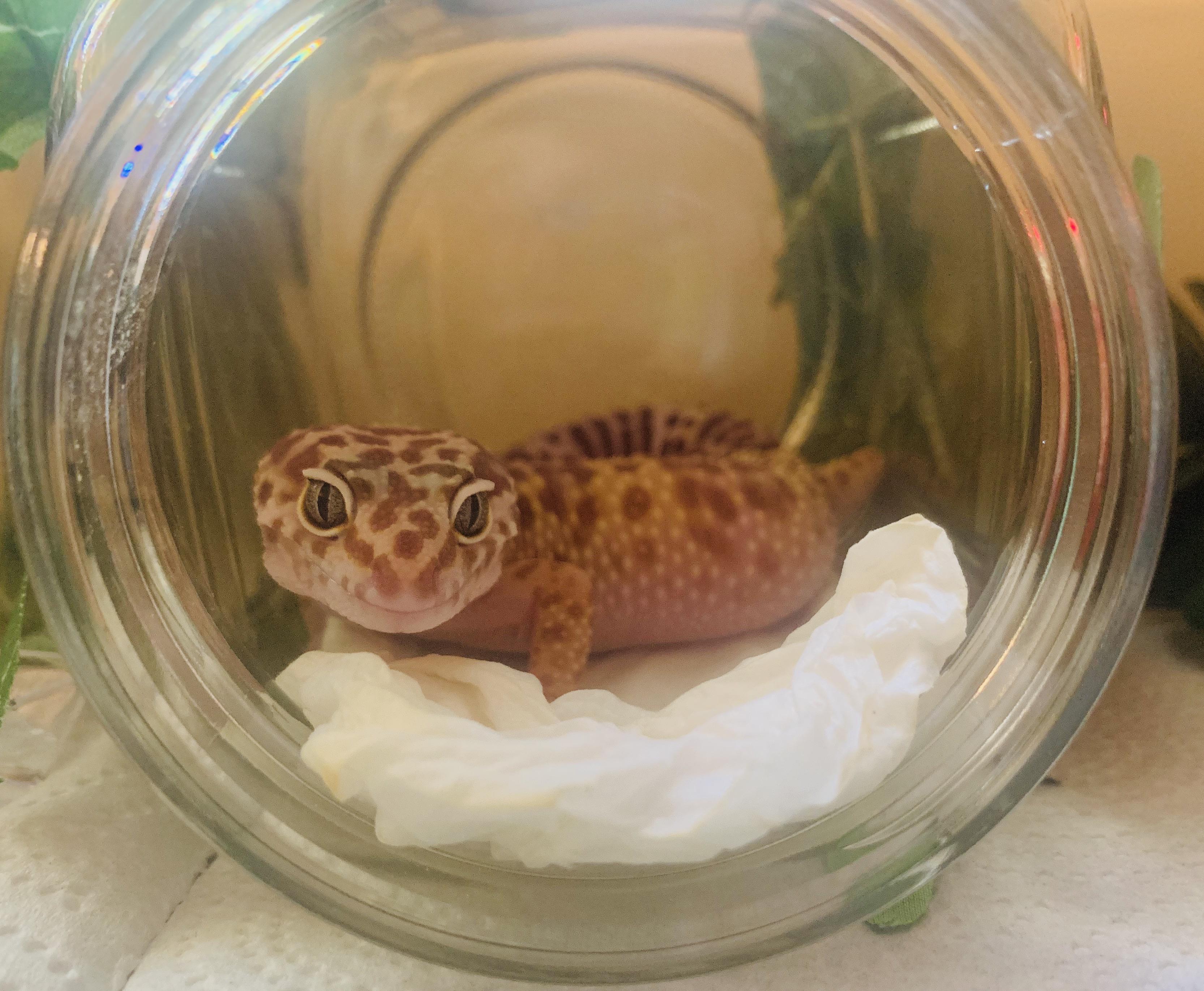 I’m getting ready to upgrade her tank? Any tips on ways to provide