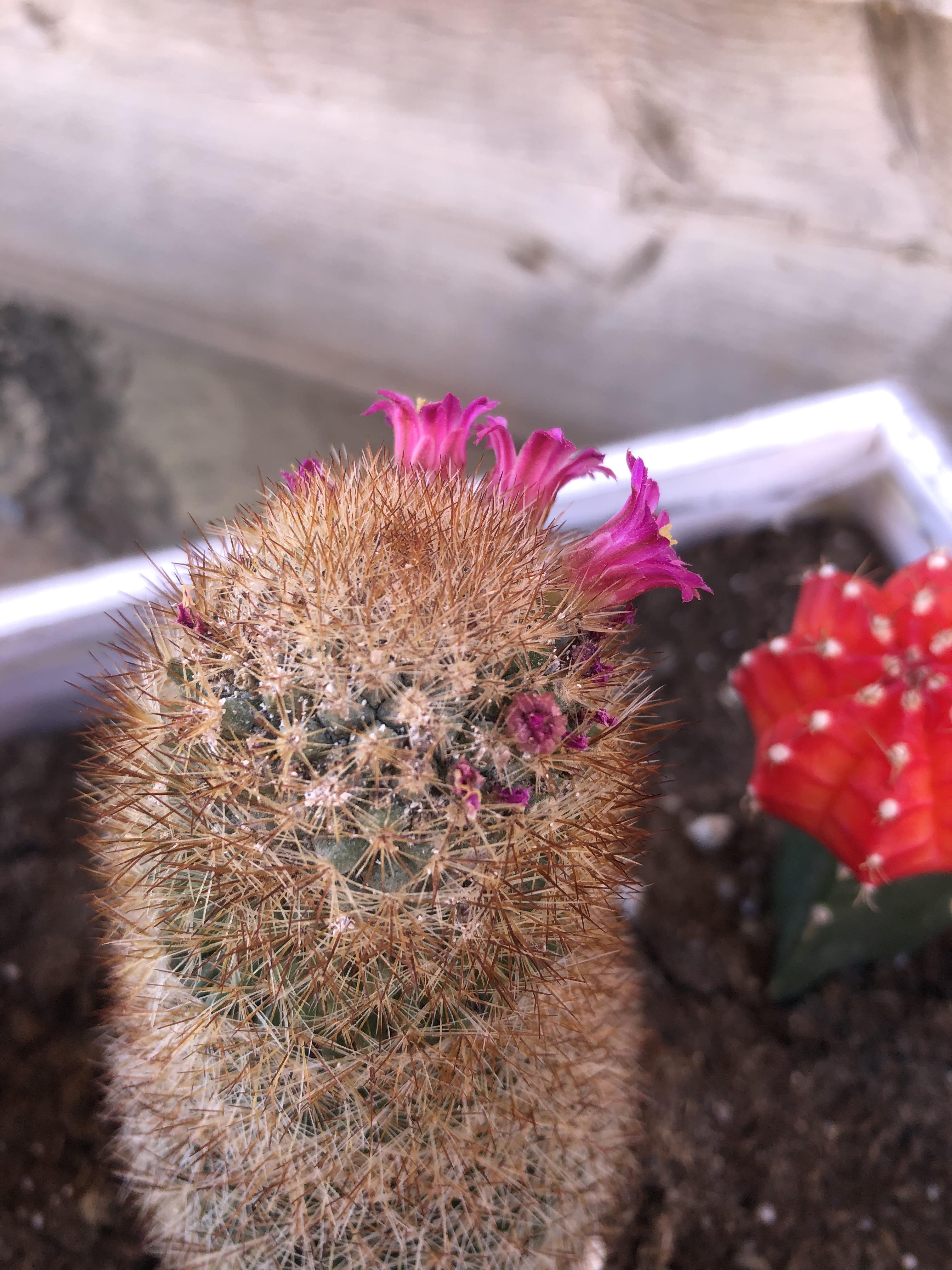 Recently picked up a cactus and noticed it had a bunch of little white