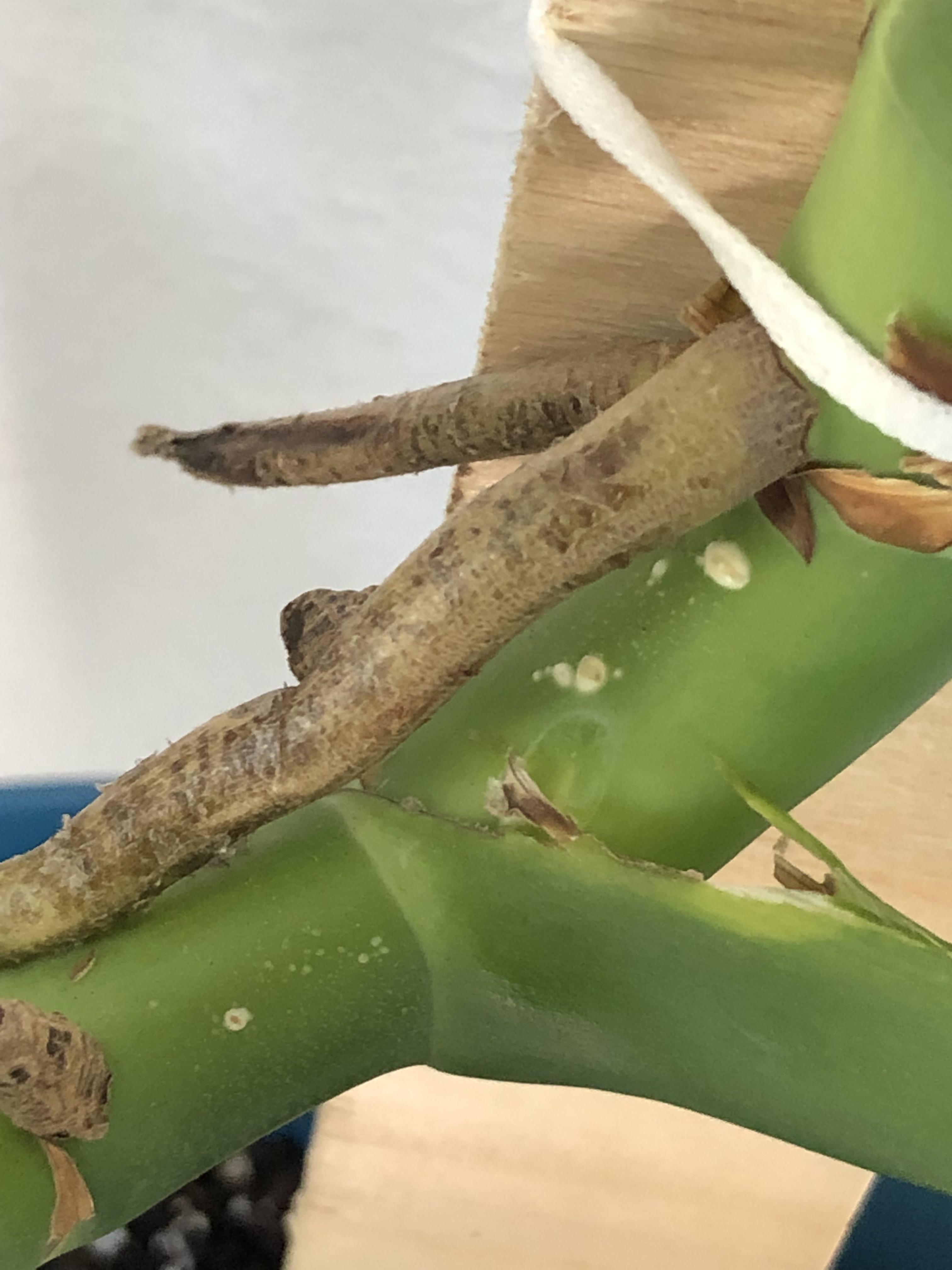 What are these white bumps on my monstera? r/houseplants