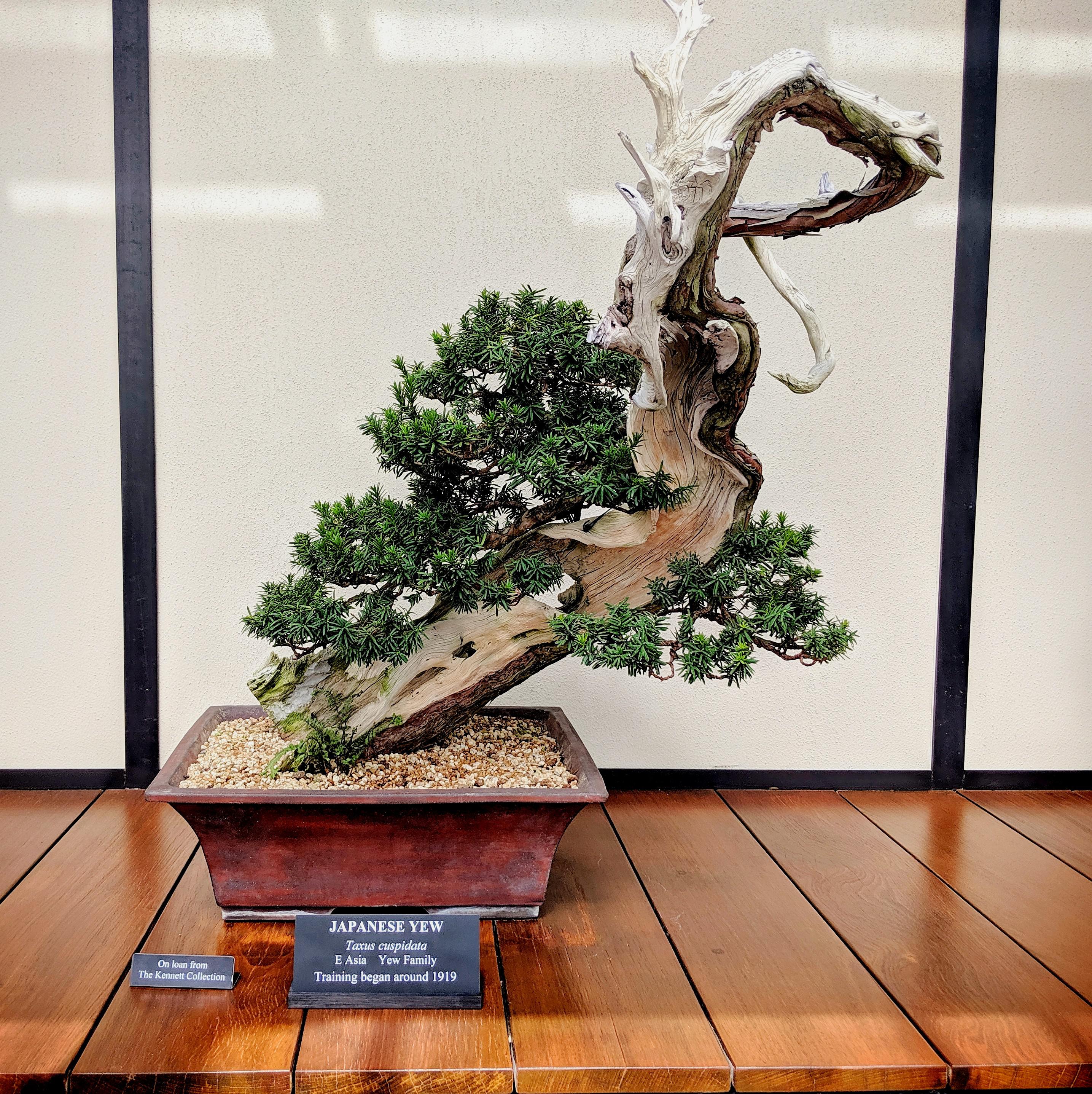 Favorite bonsai (from this visit), a Japanese Yew, from Longwood